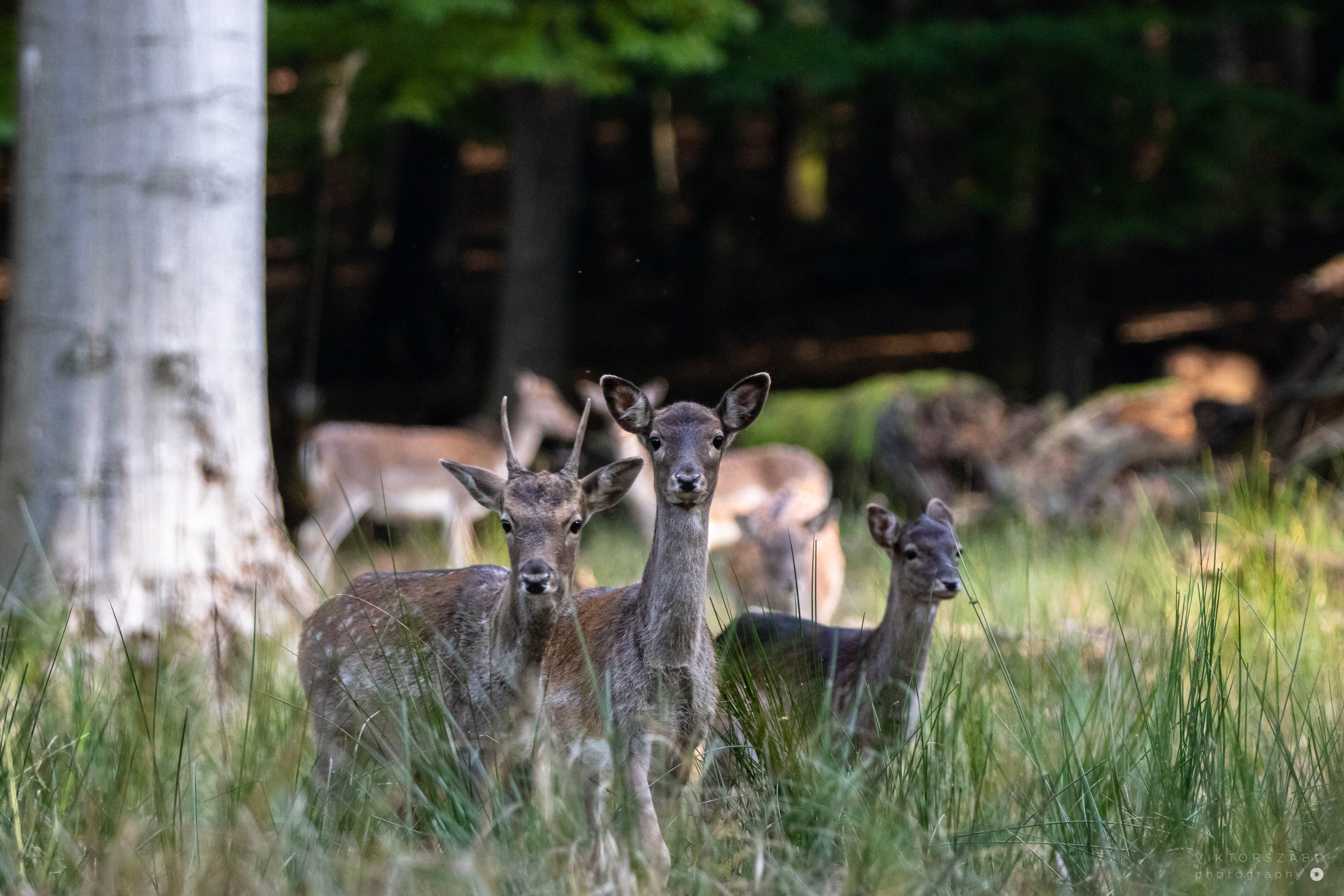 FALLOW DEER/DAMA DAMA, SLOVAKIA