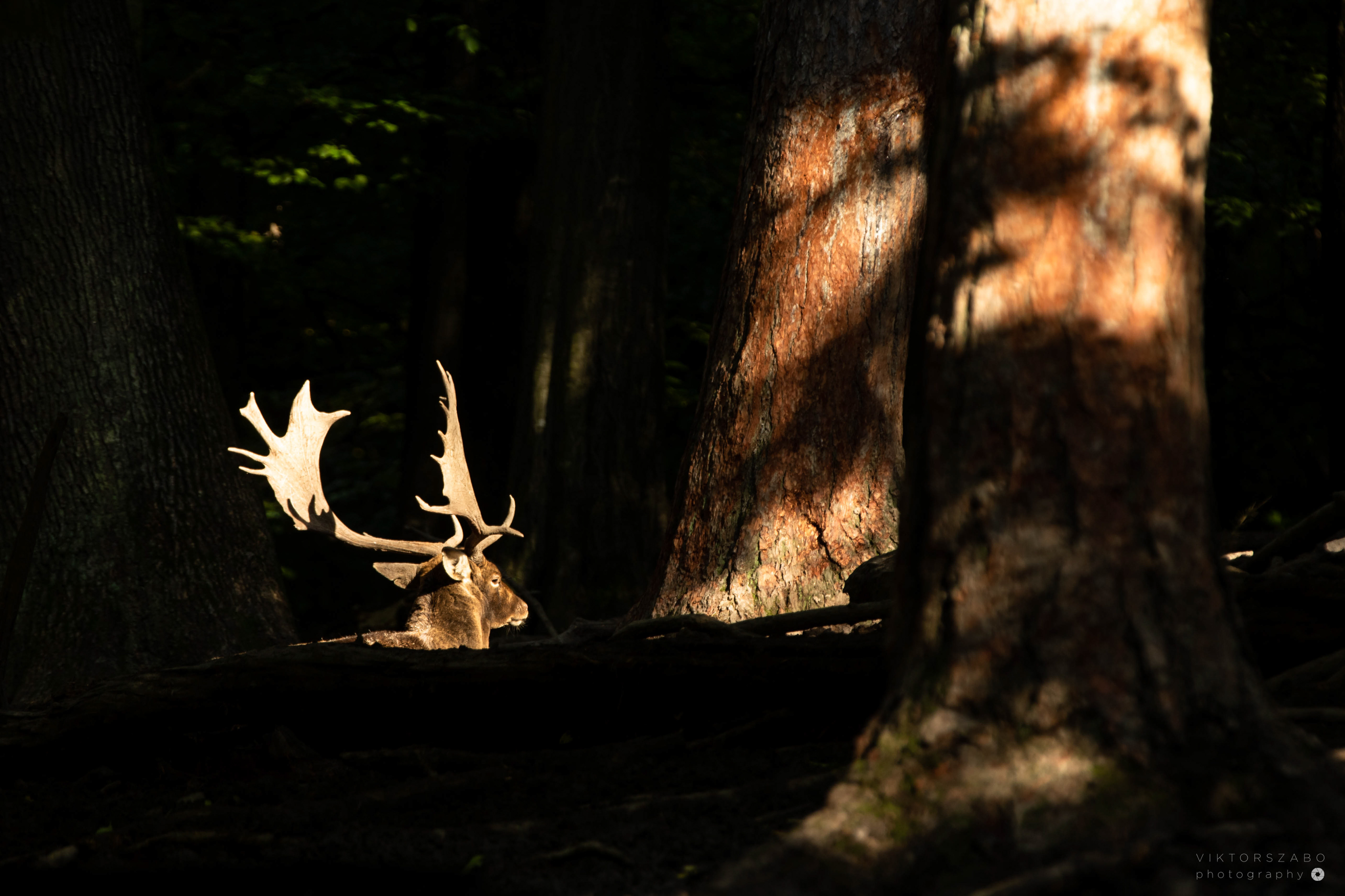 FALLOW DEER/DAMA DAMA, SLOVAKIA