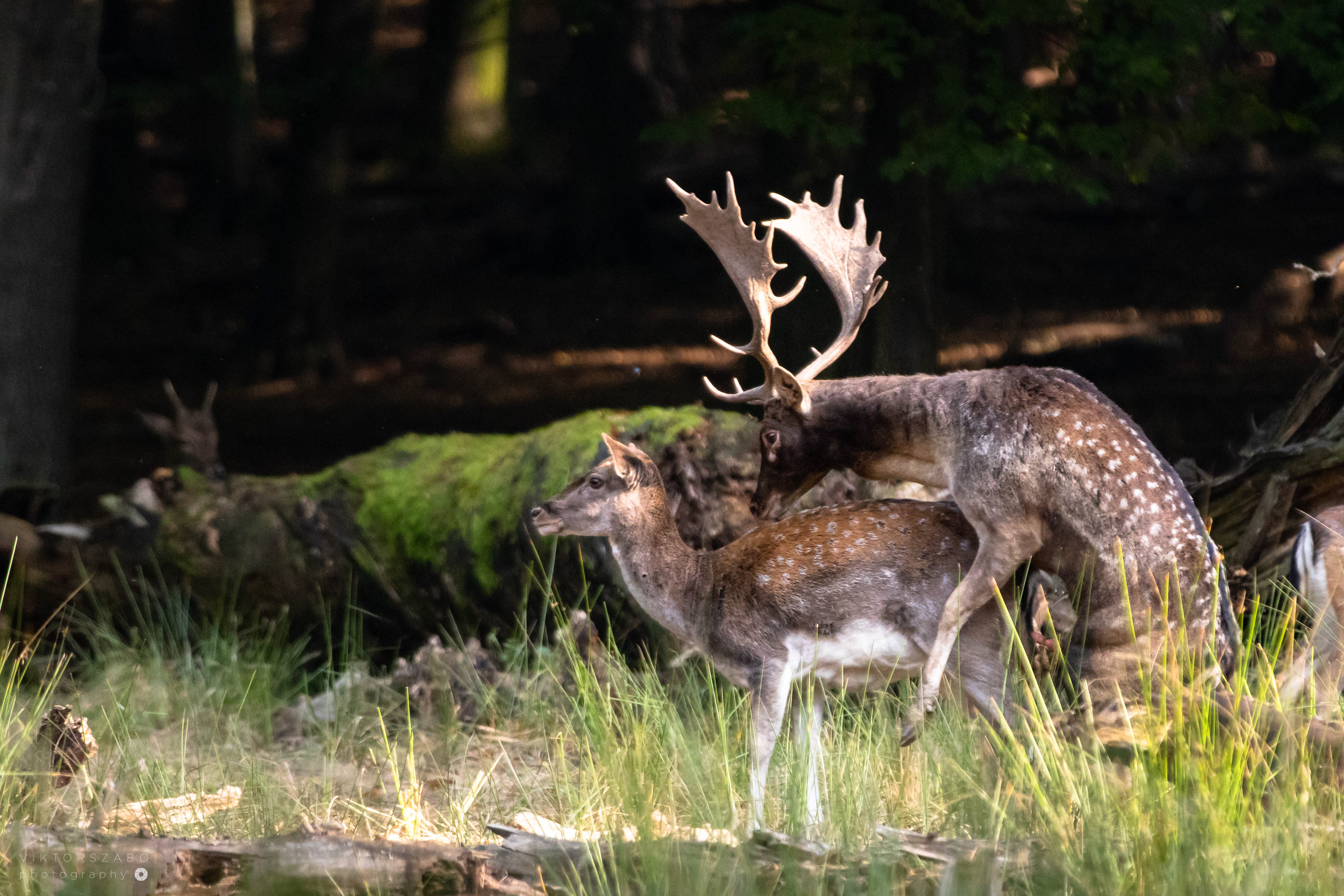 FALLOW DEER/DAMA DAMA, SLOVAKIA
