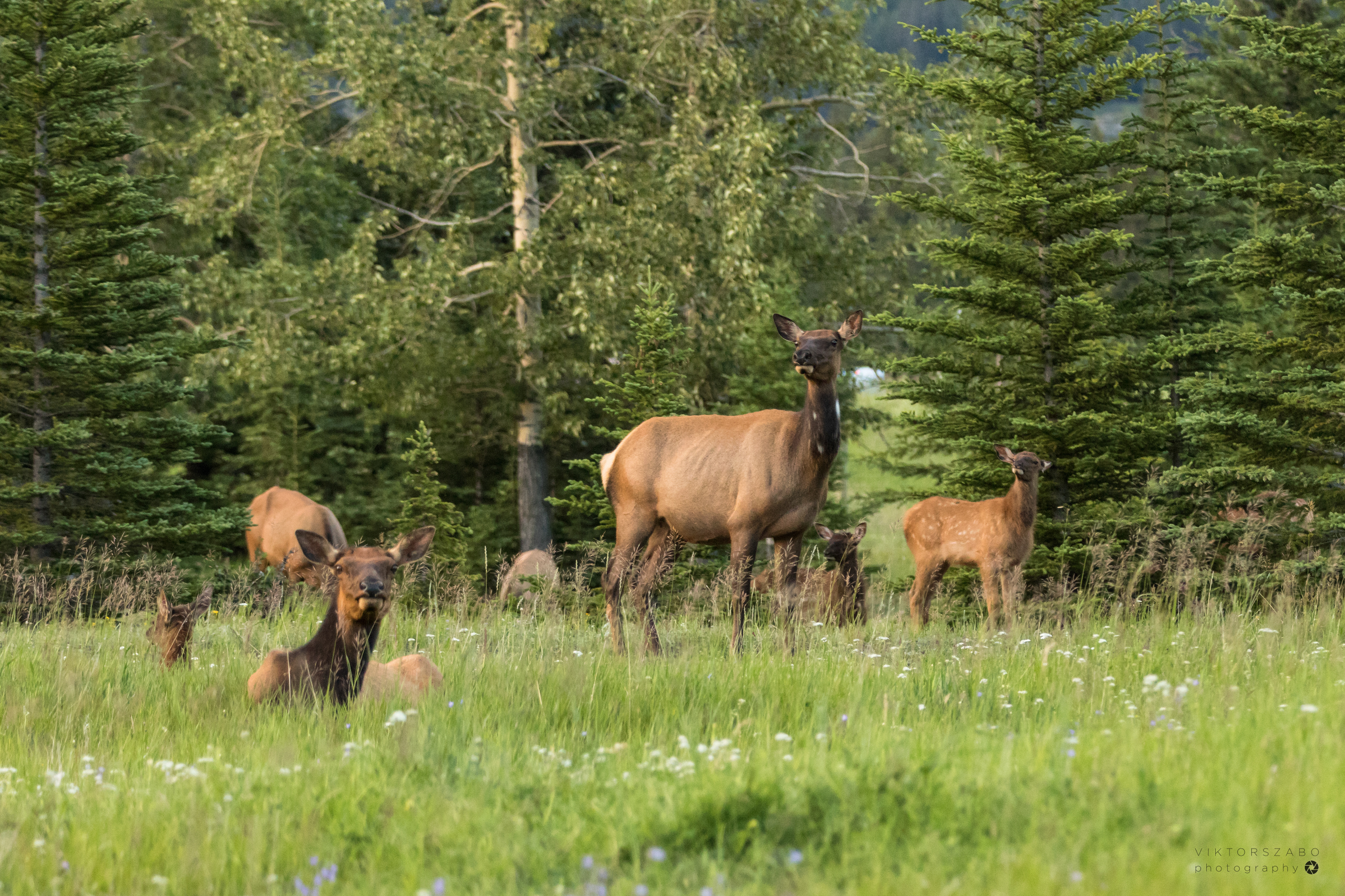 ELK/CERVUS CANADENSIS, CANADA
