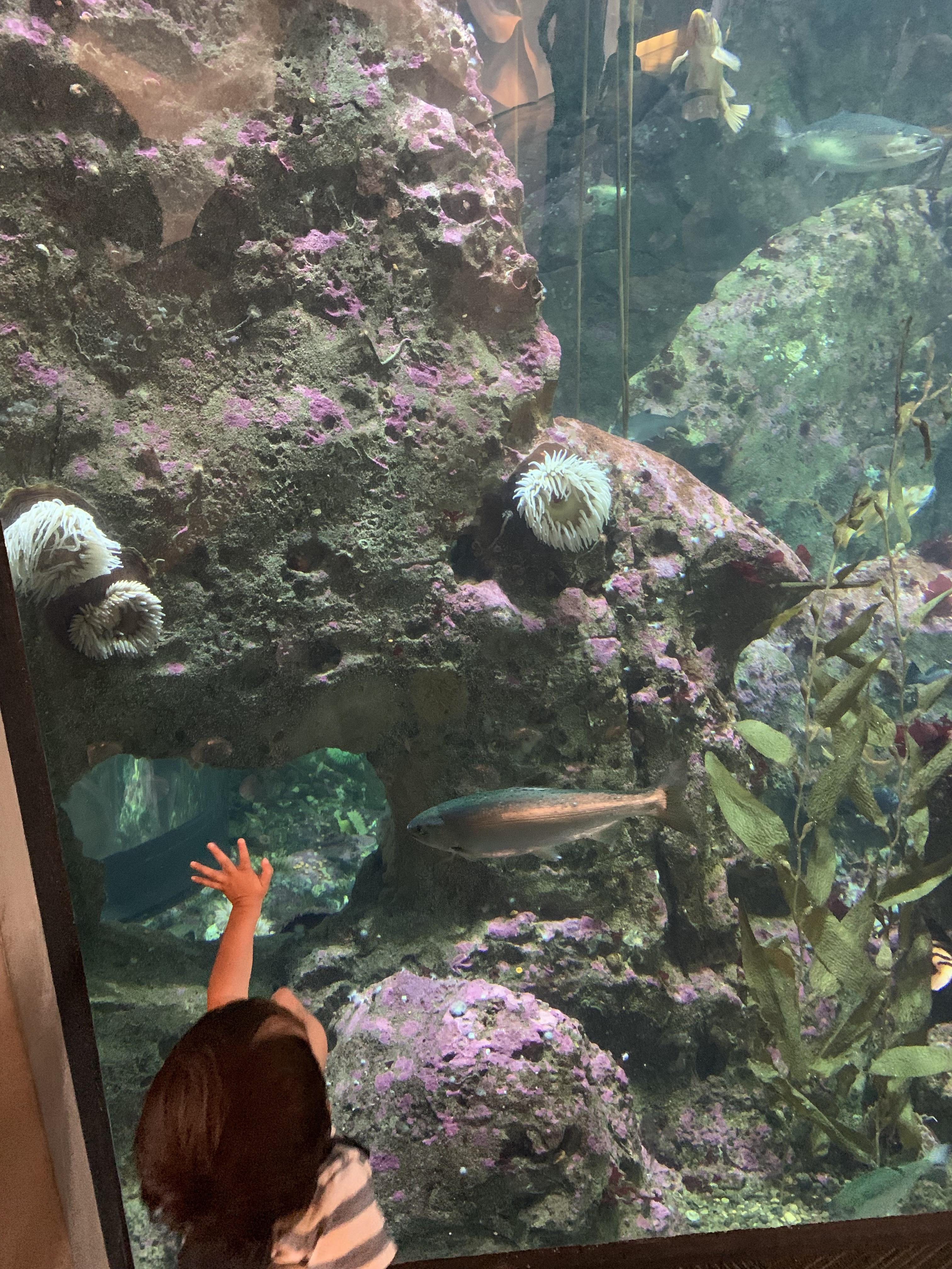 A trip to the aquarium