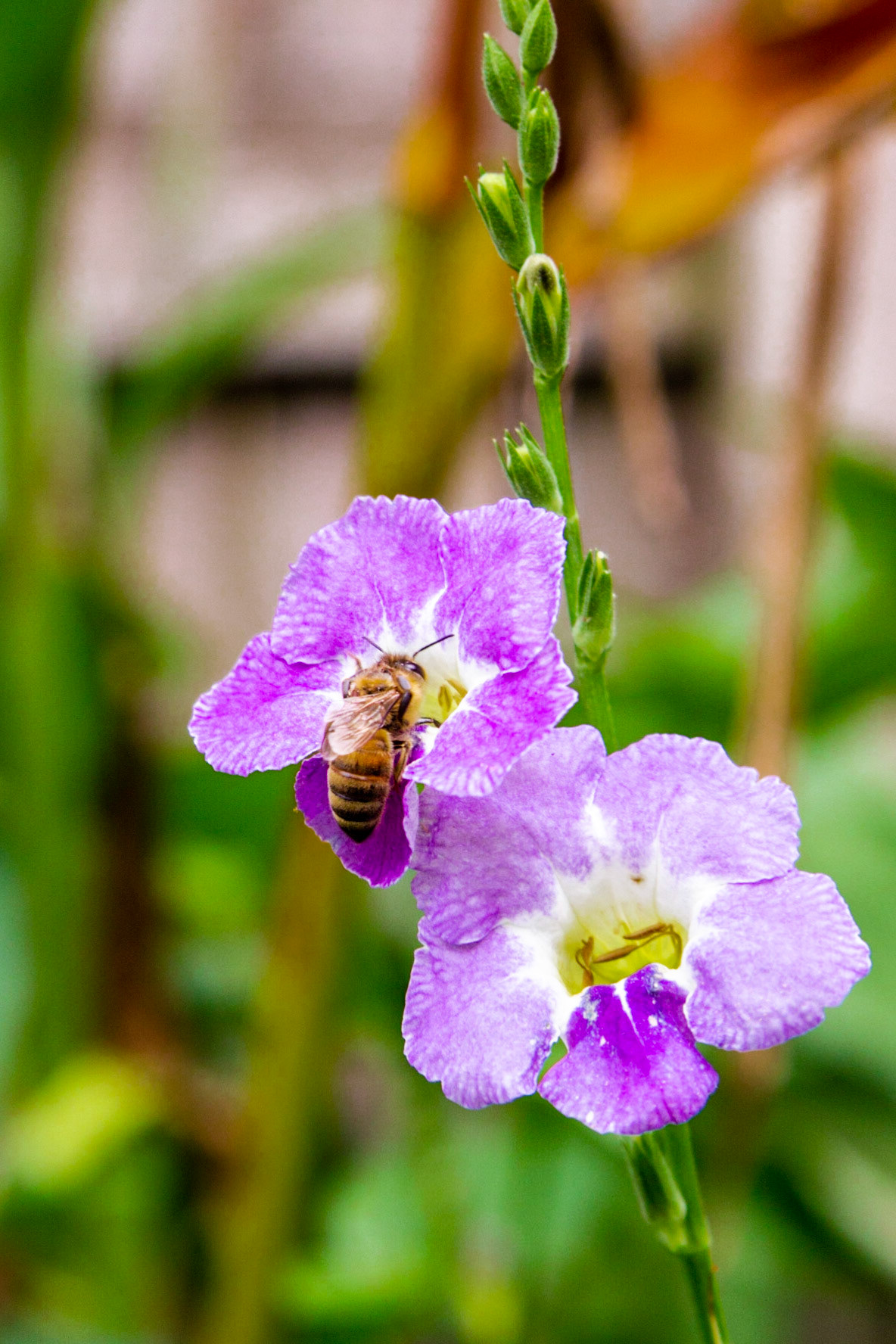 Honey bees pollinating flowers