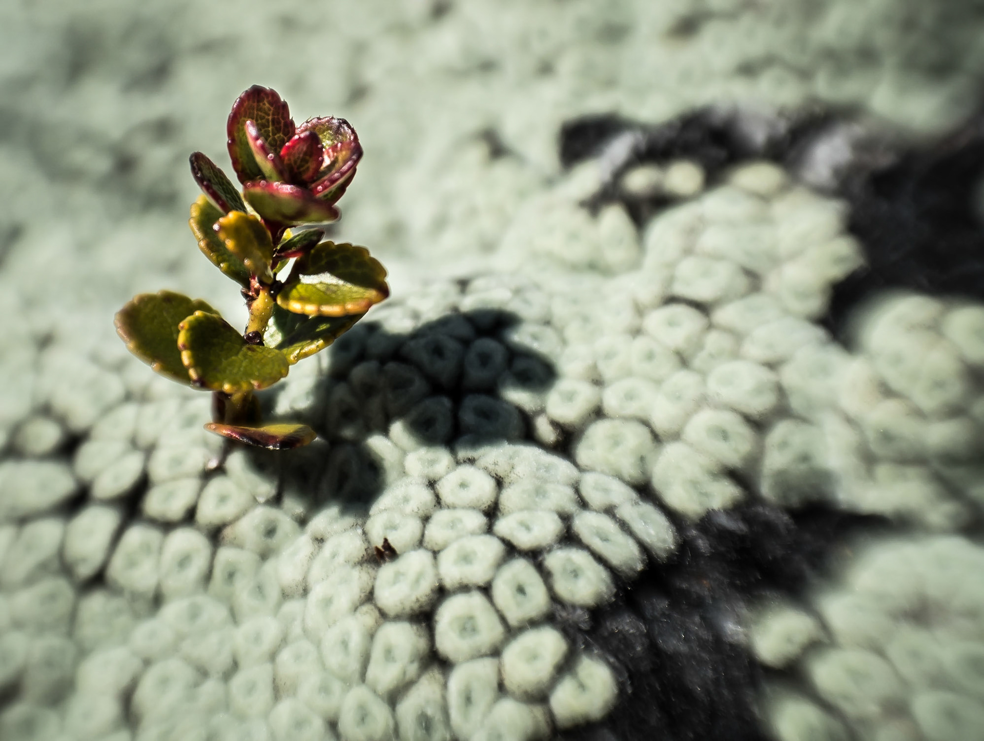 Coral