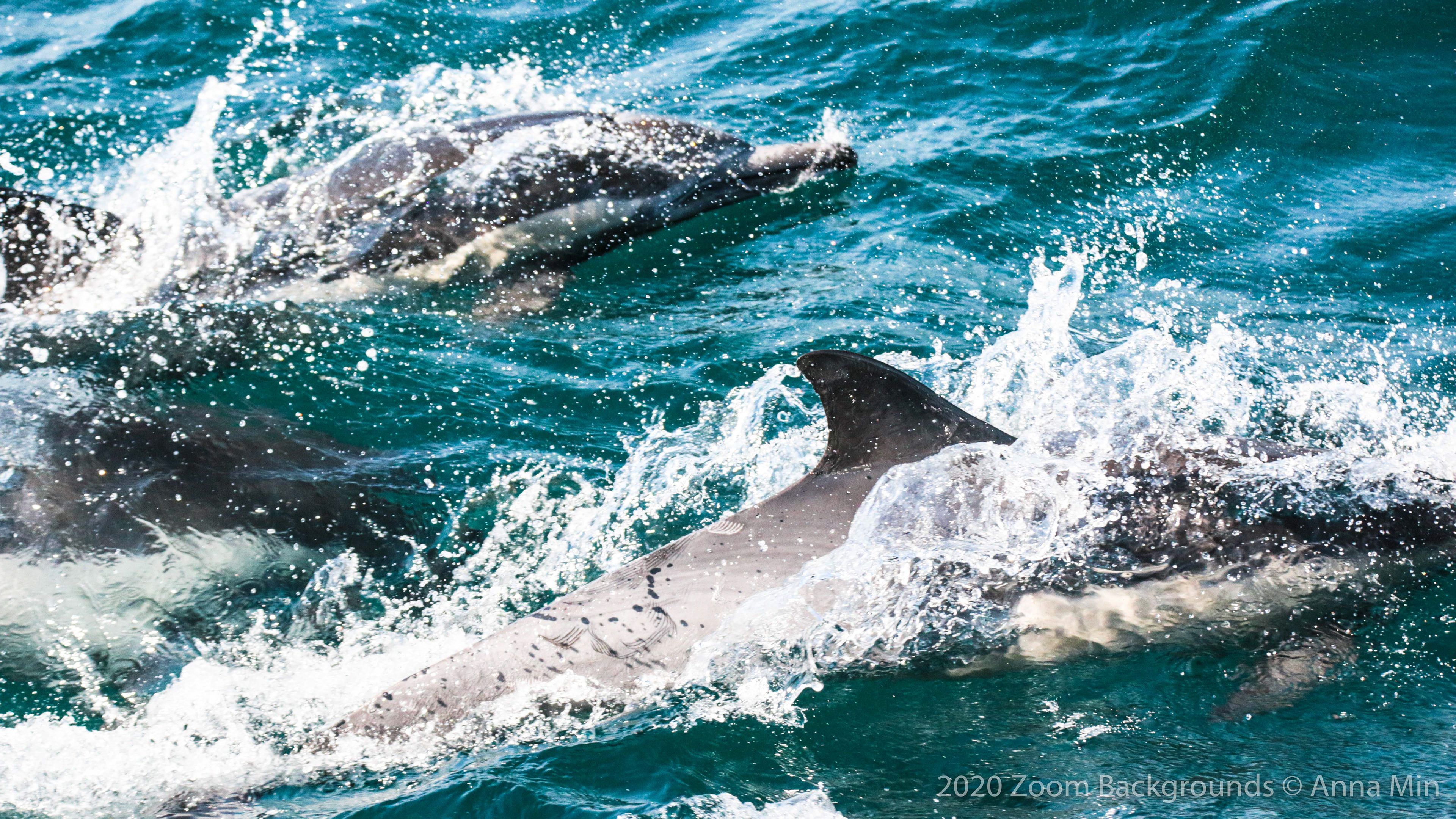 Dolphins #1