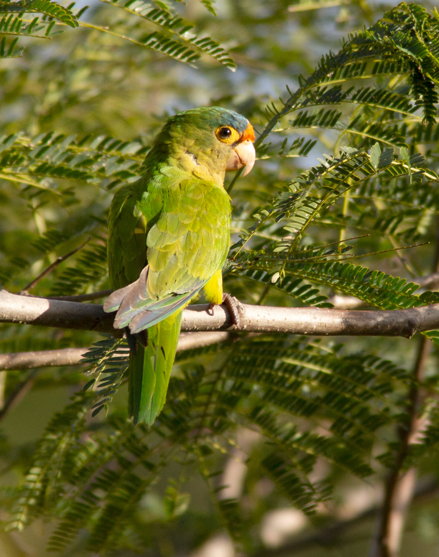 Orange-fronted Parakeet