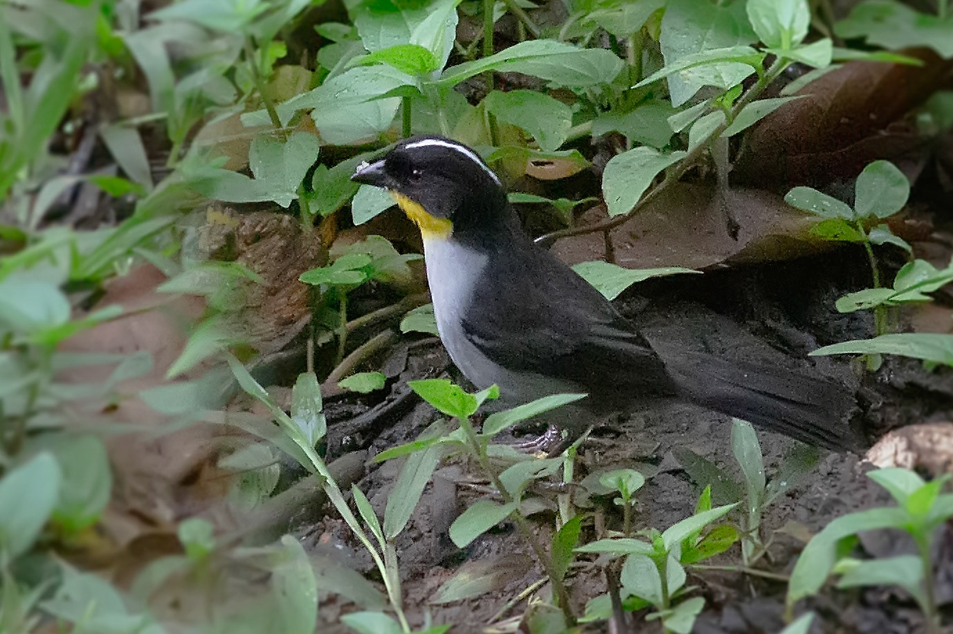 White-naped Brush-Finch