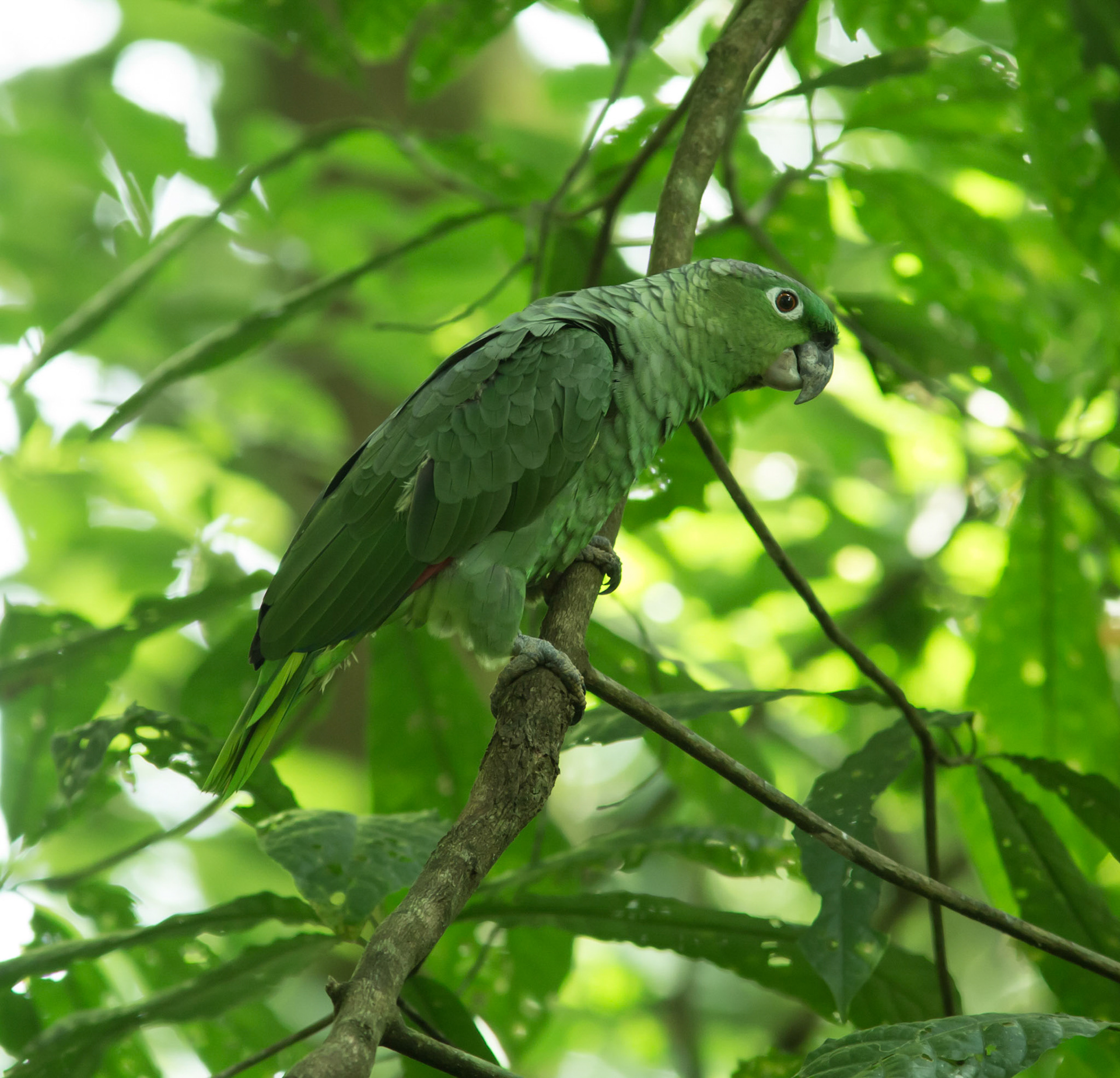 Mealy Parrot