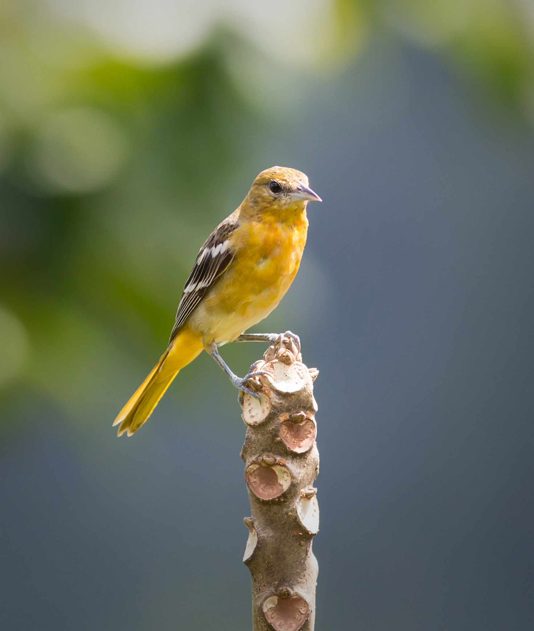 Baltimore Oriole, Female