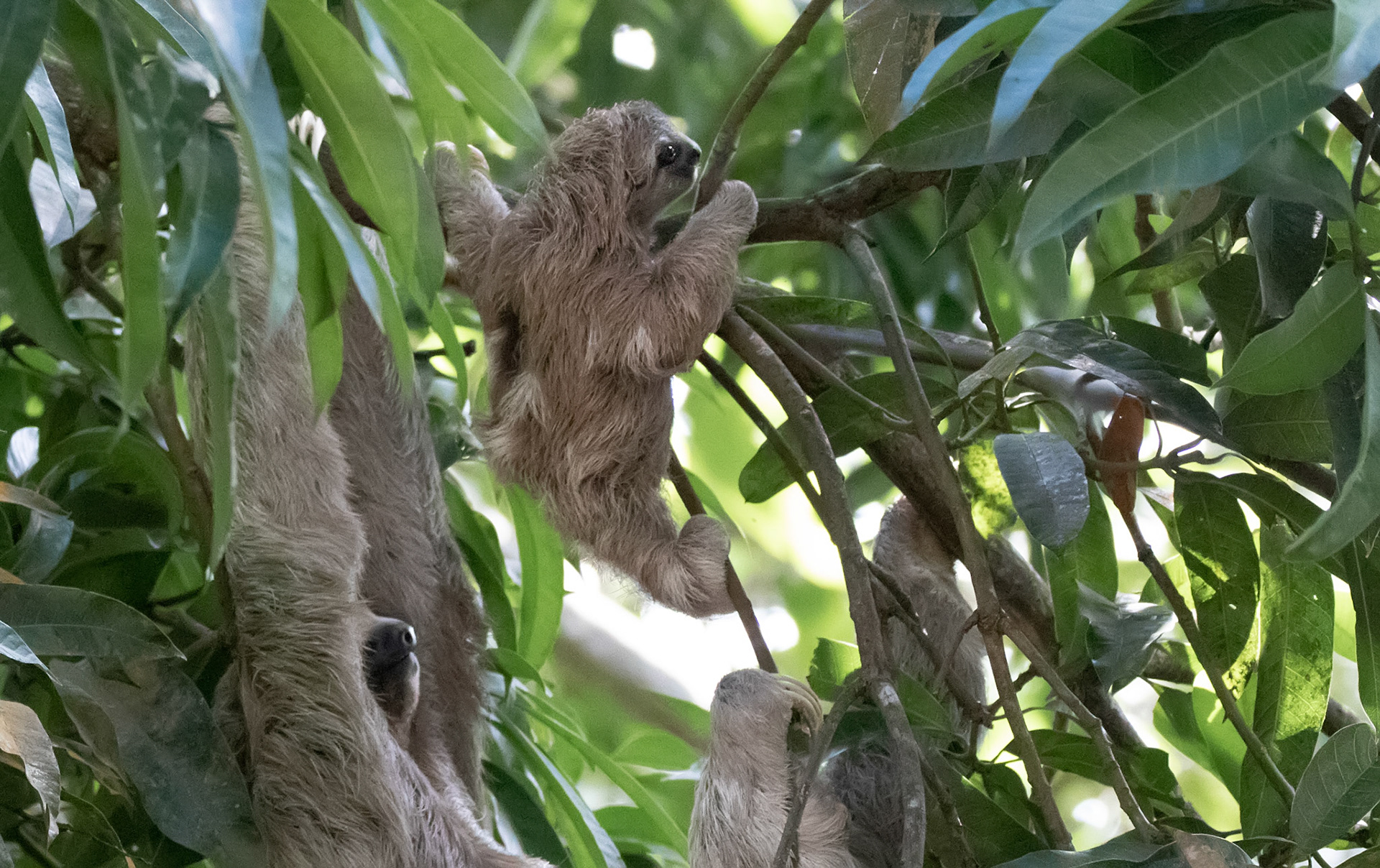 Three-toed Sloth, Mama with Baby Climbing