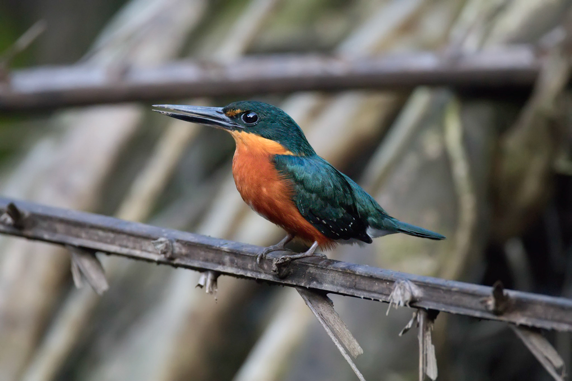 Green-and-rufous Kingfisher, Male