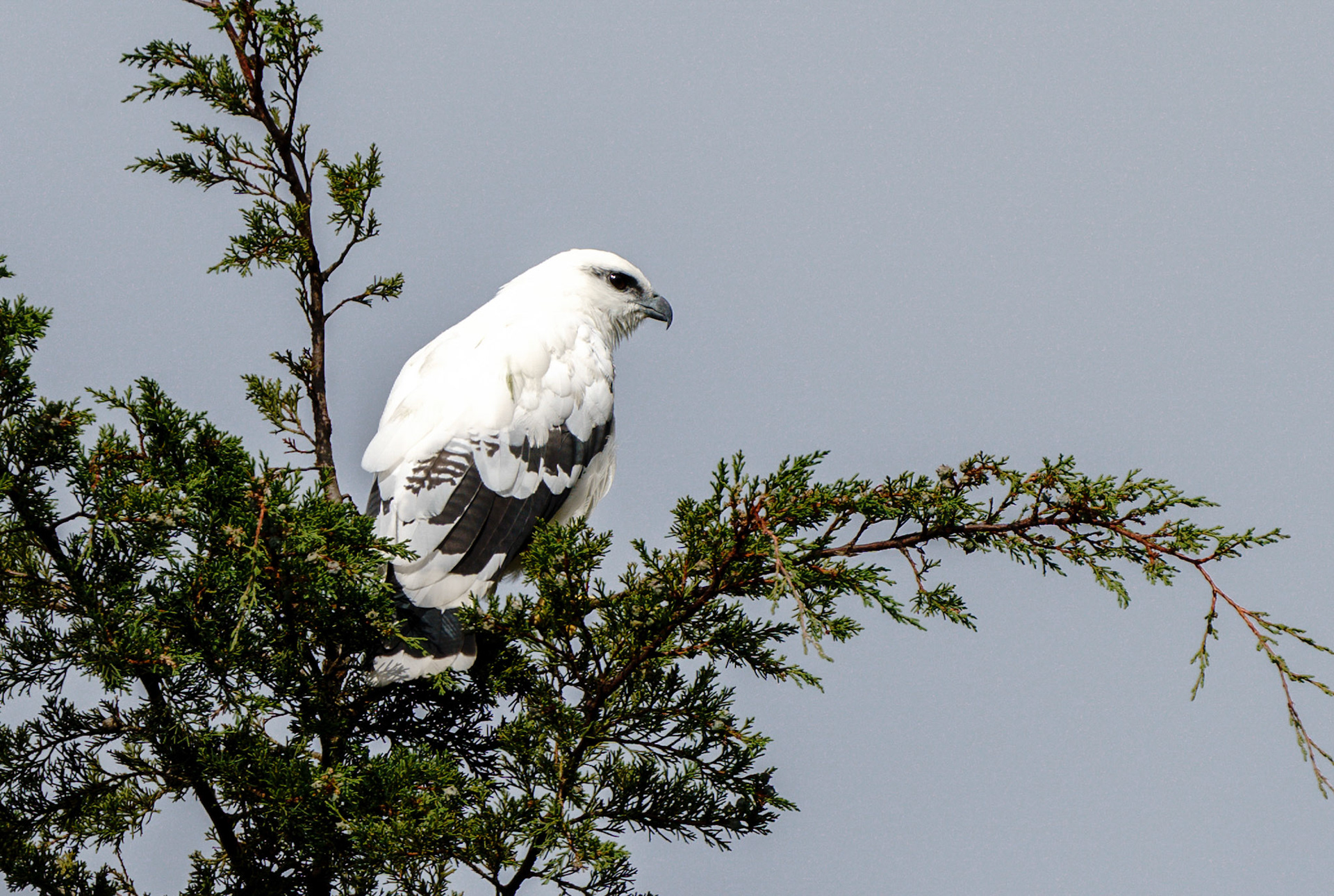 White Hawk