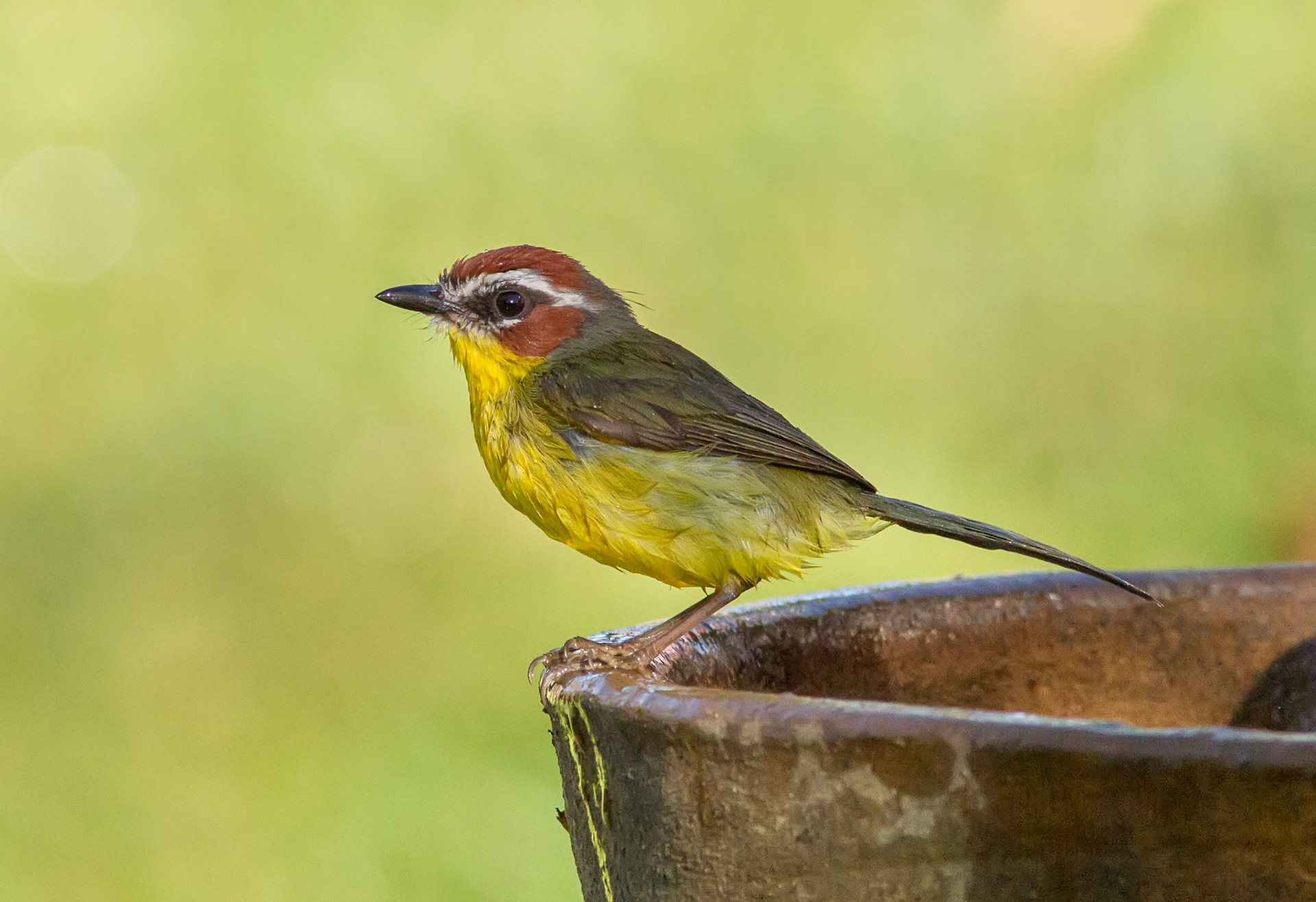 Rufous-capped Warbler