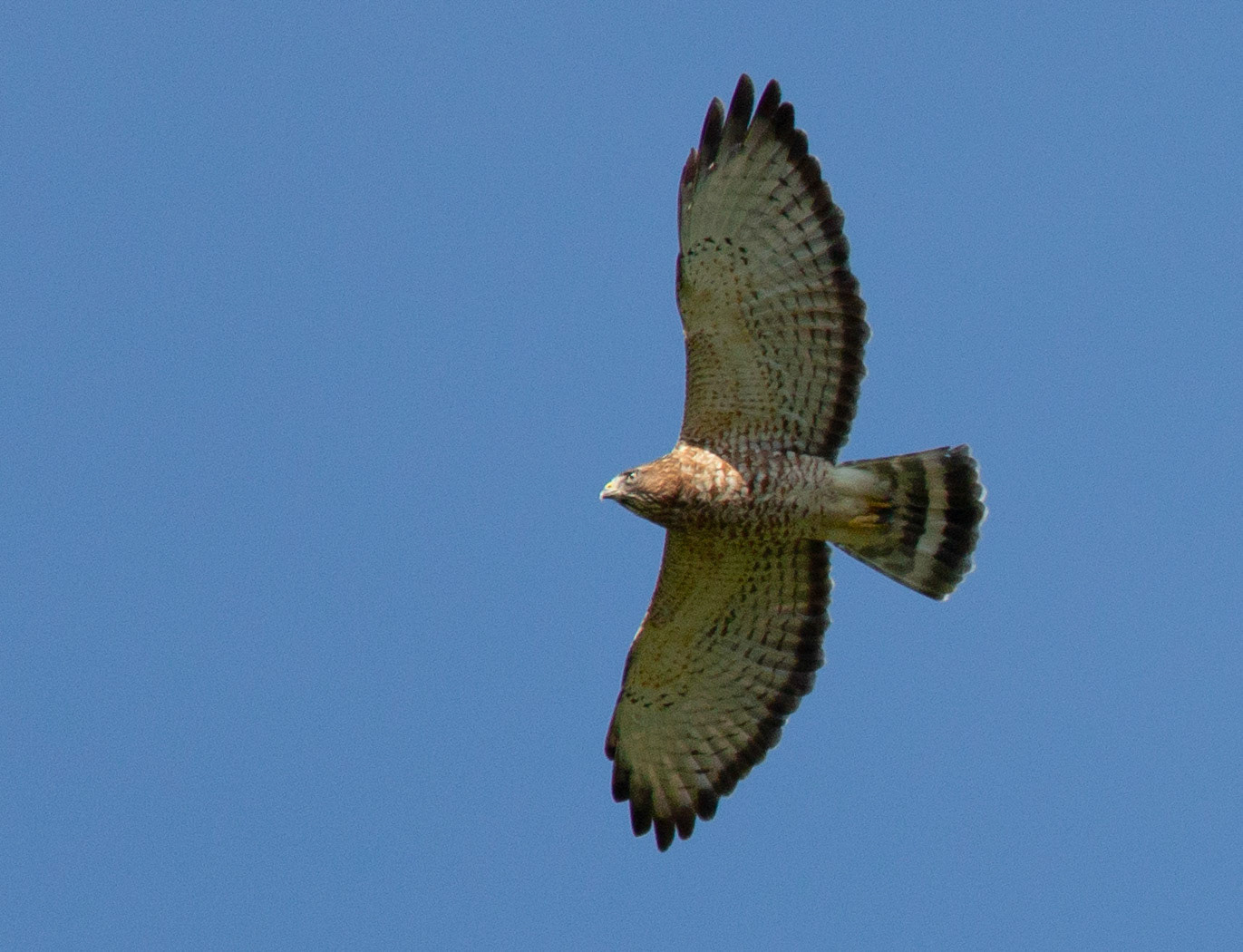 Broad-winged Hawk