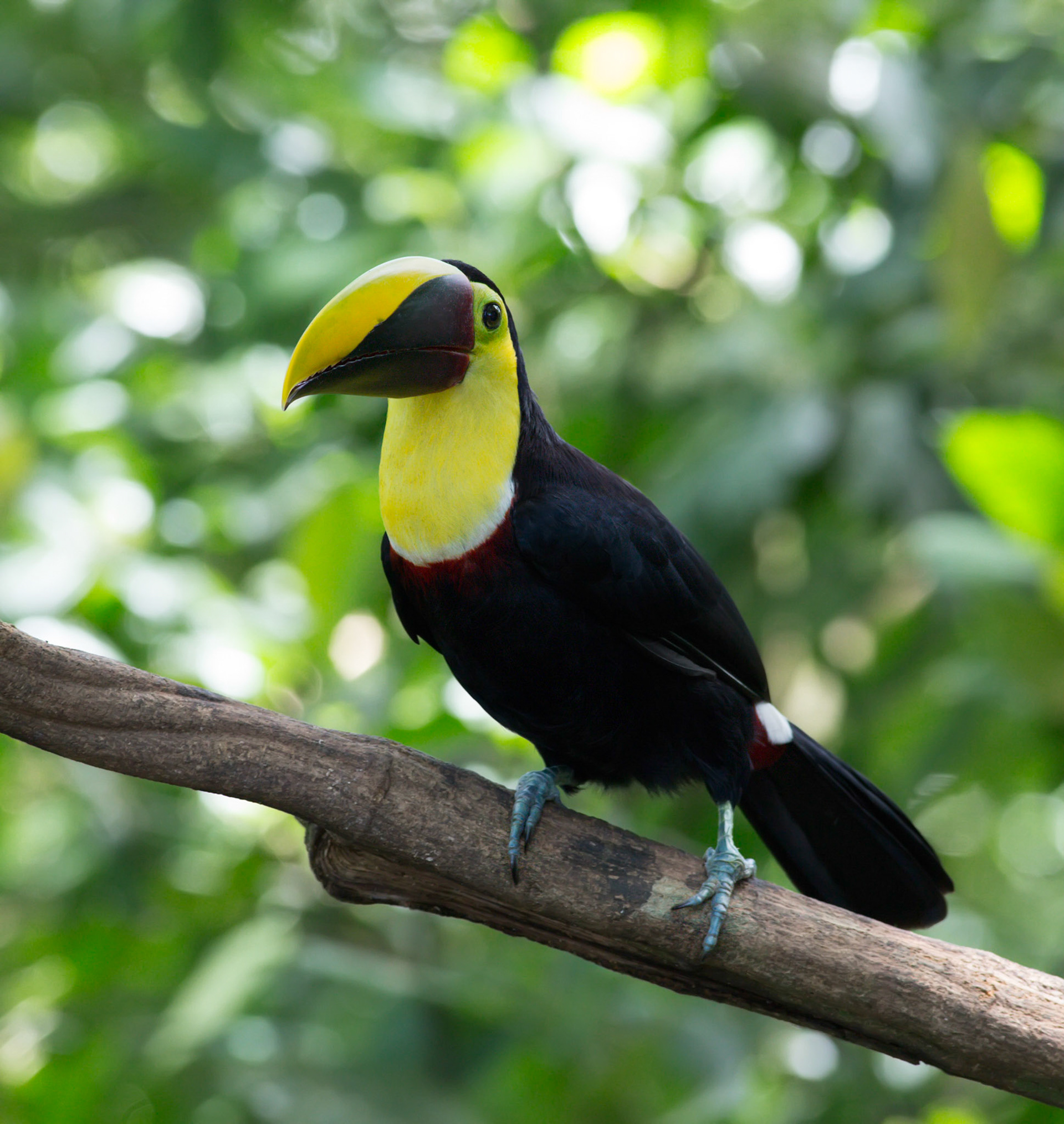 Yellow-throated Toucan