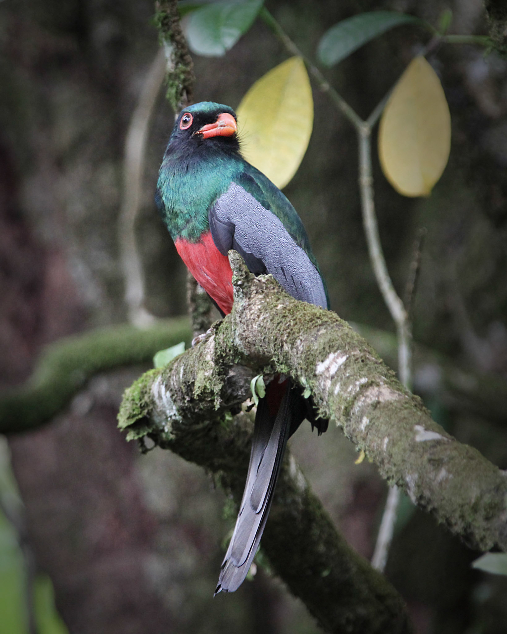 Slaty-tailed Trogon, Male