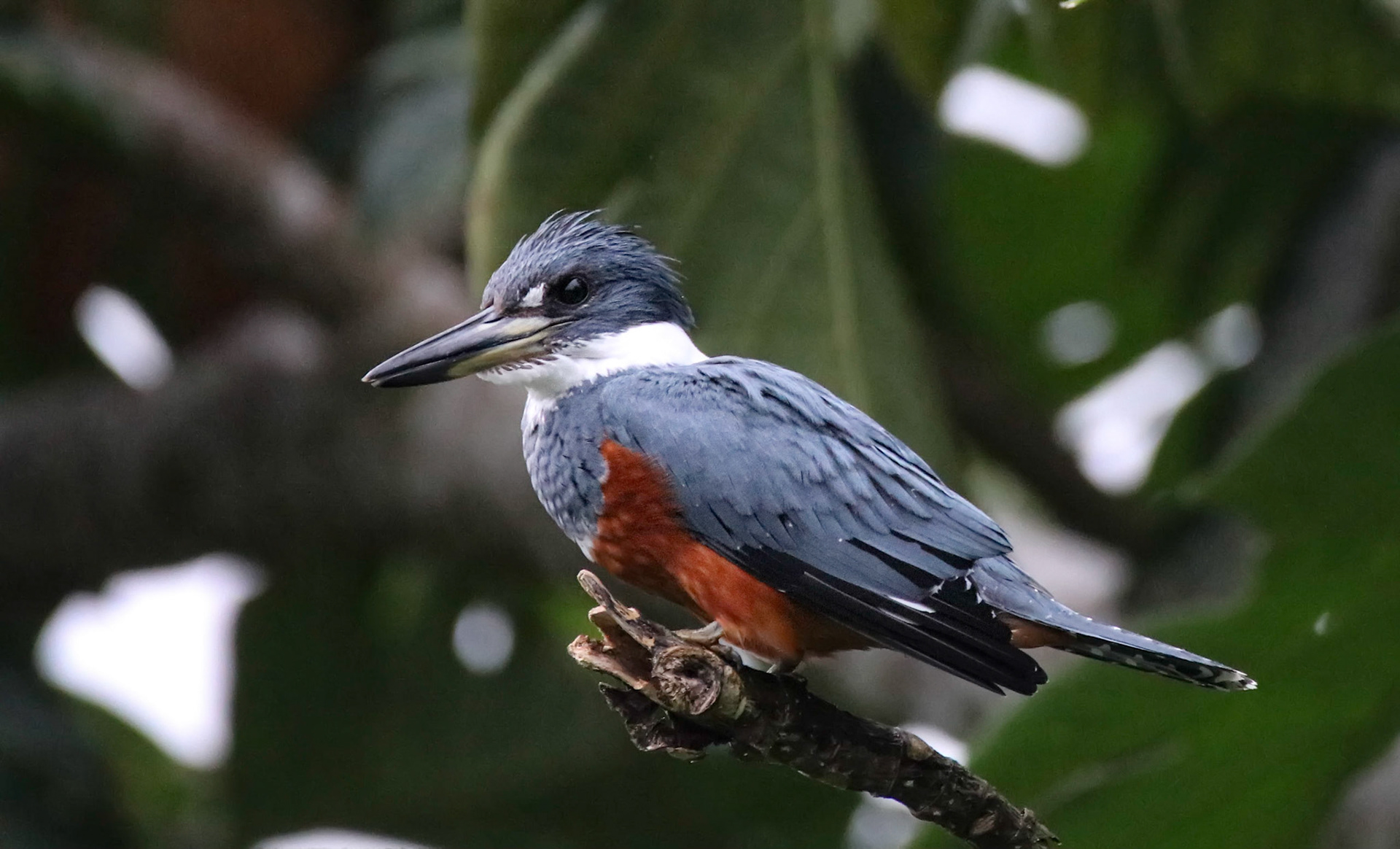 Ringed Kingfisher, Female