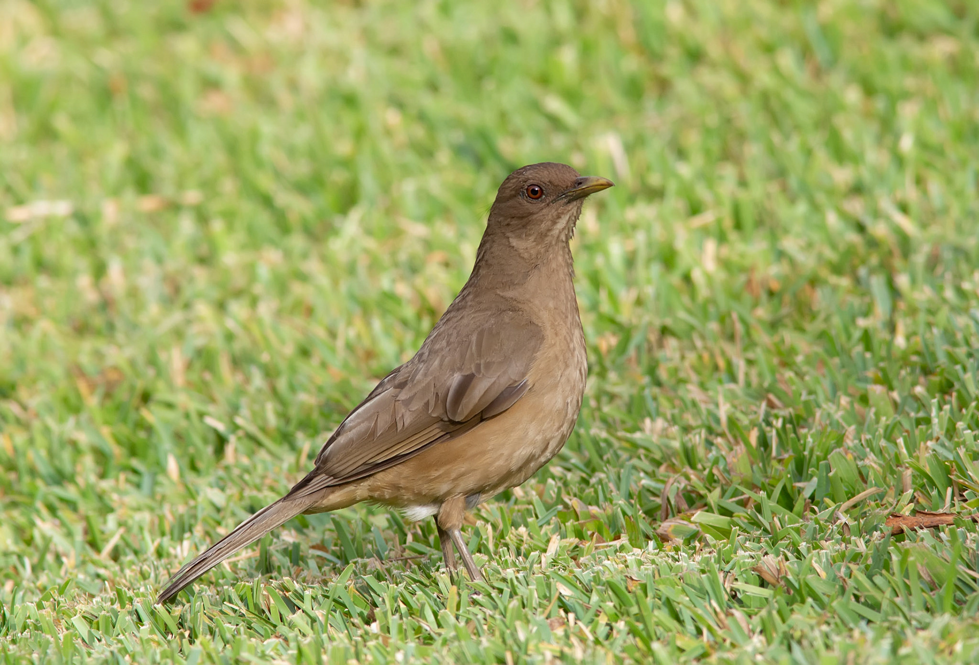 Clay-colored Thrush