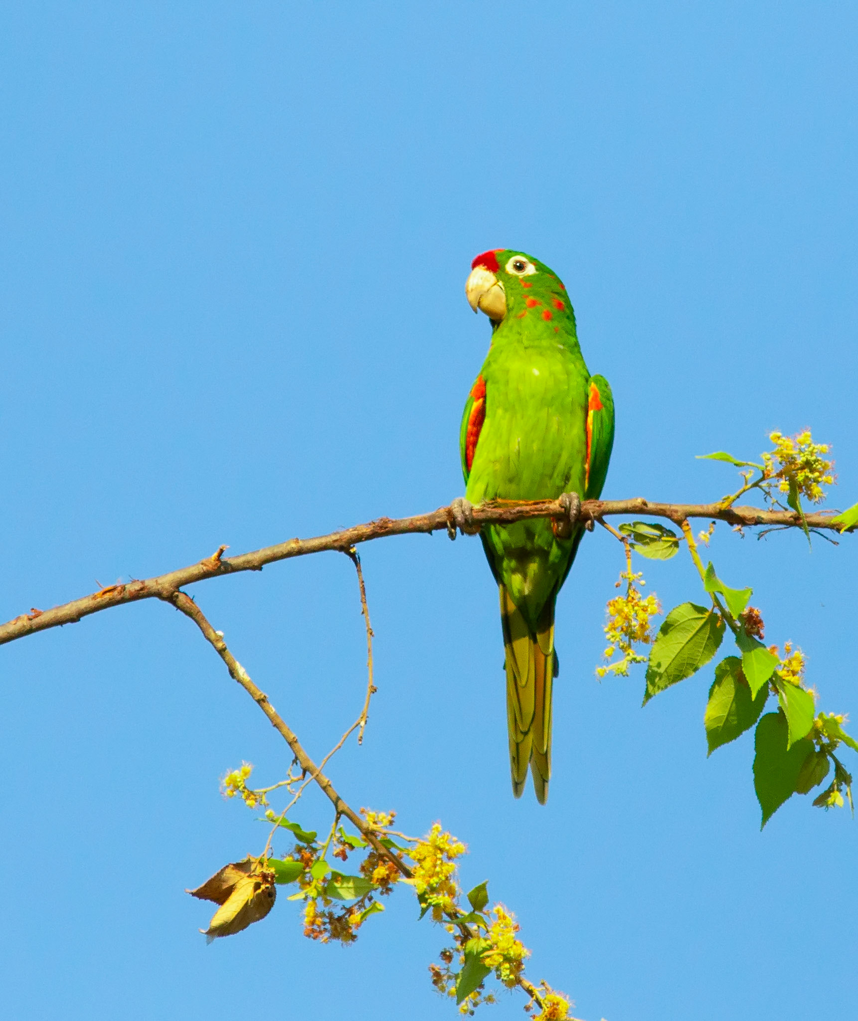 Crimson-fronted Parakeet