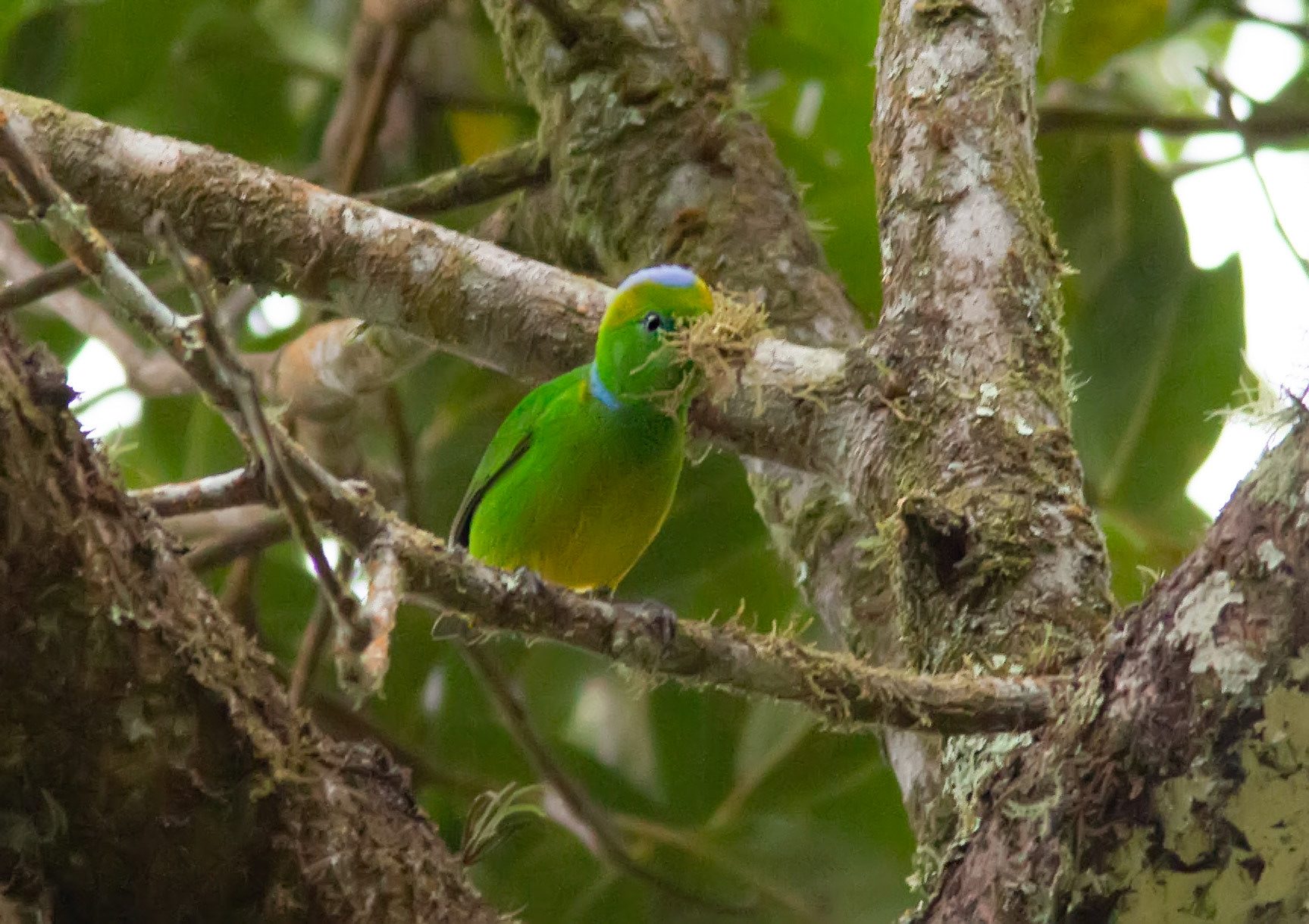 Golden-browed Chlorophonia, Female