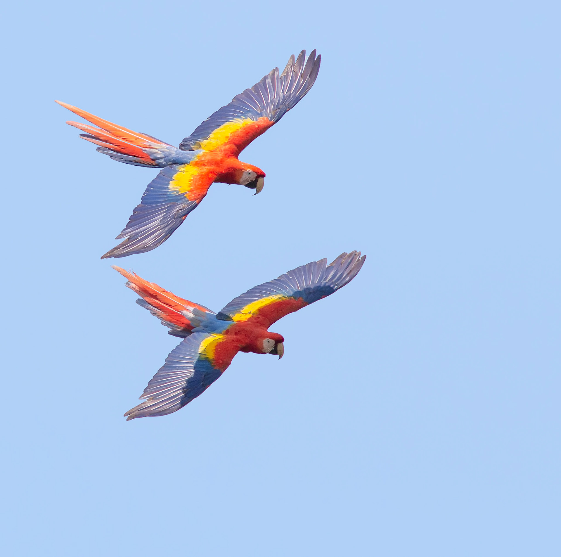 Scarlet Macaws in Flight