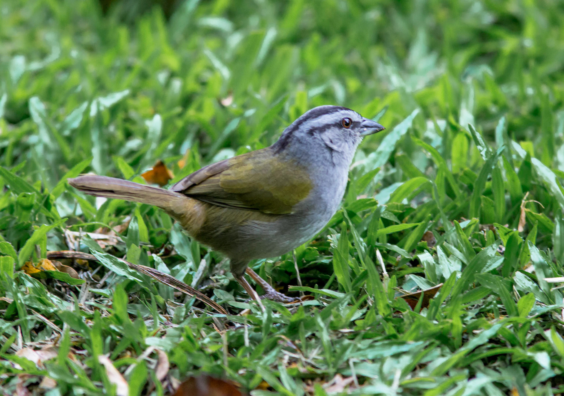 Black-striped Sparrow