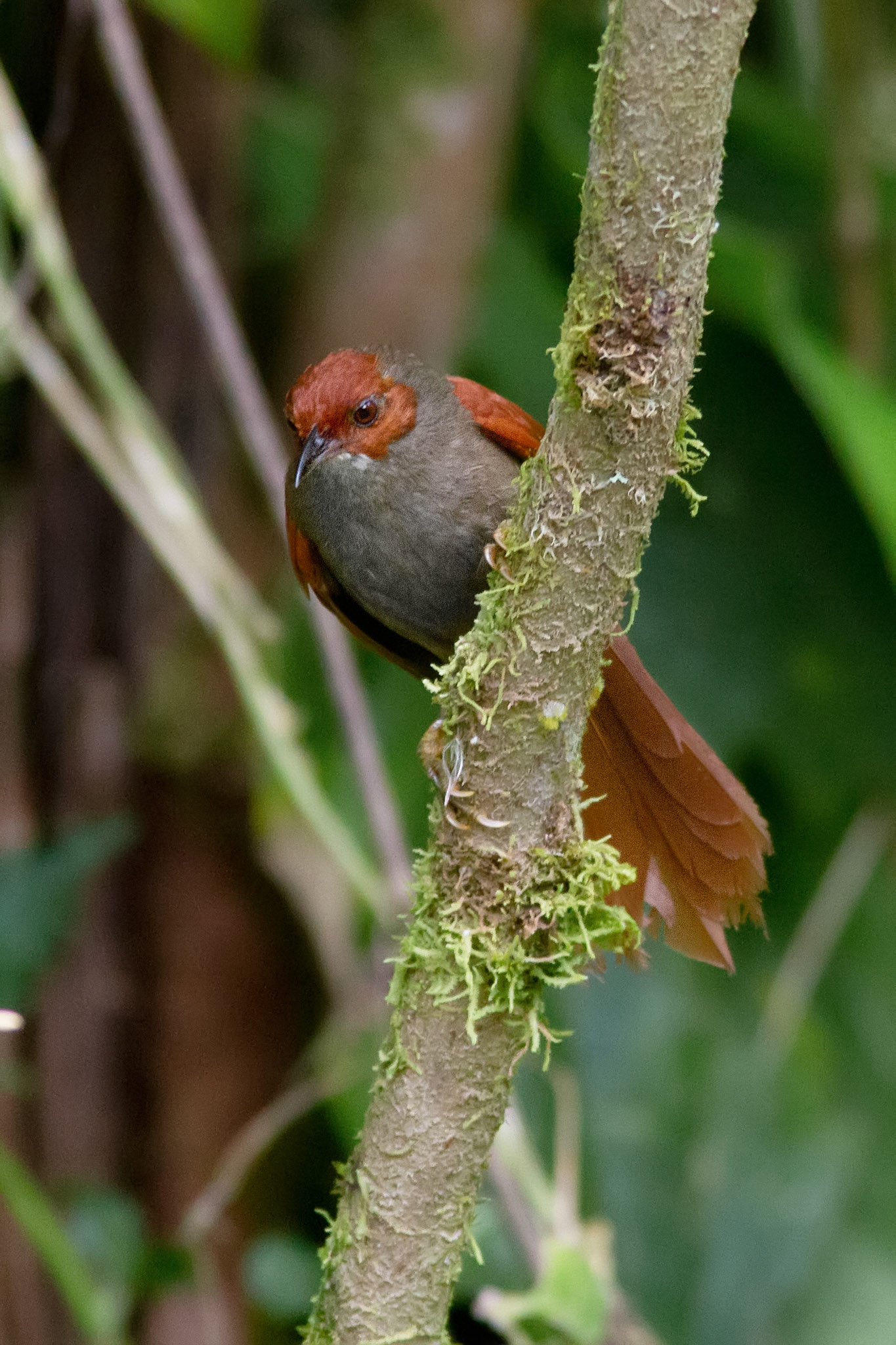 Red-faced Spinetail