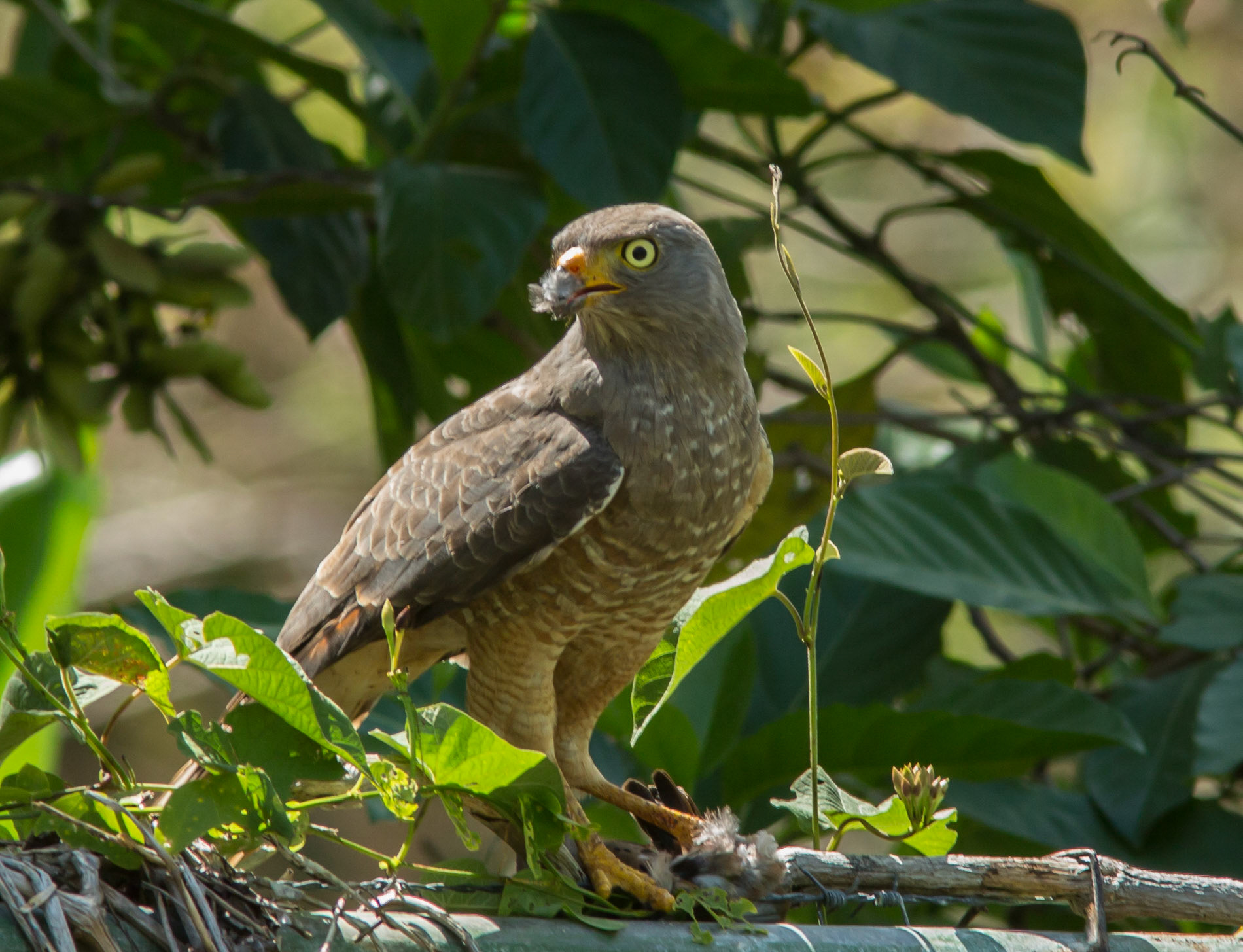 Roadside Hawk