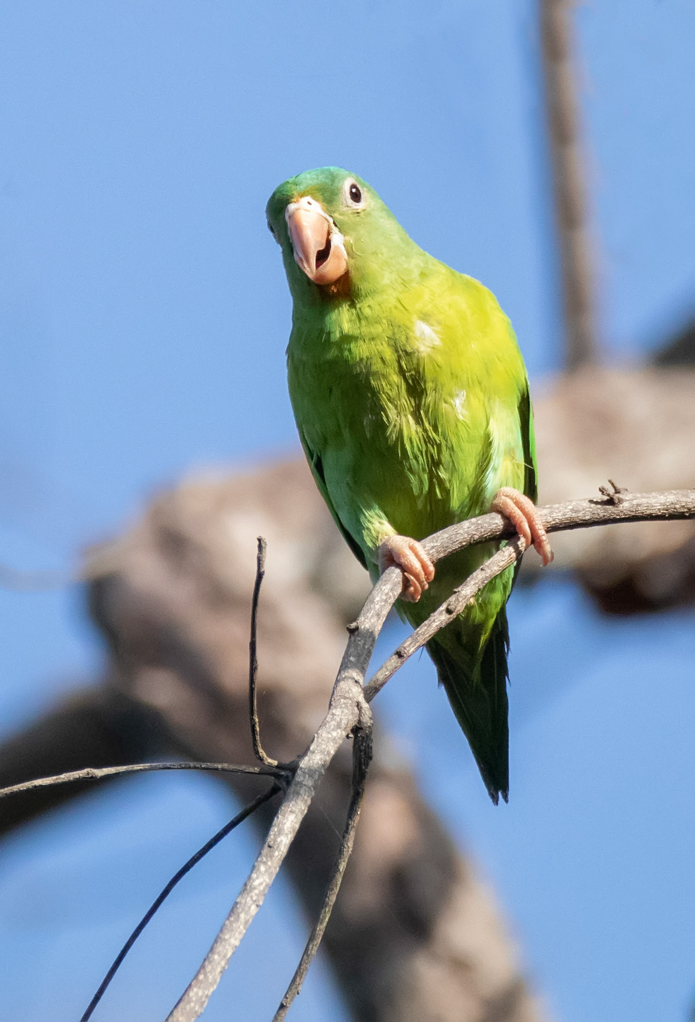 Orange-chinned Parakeet