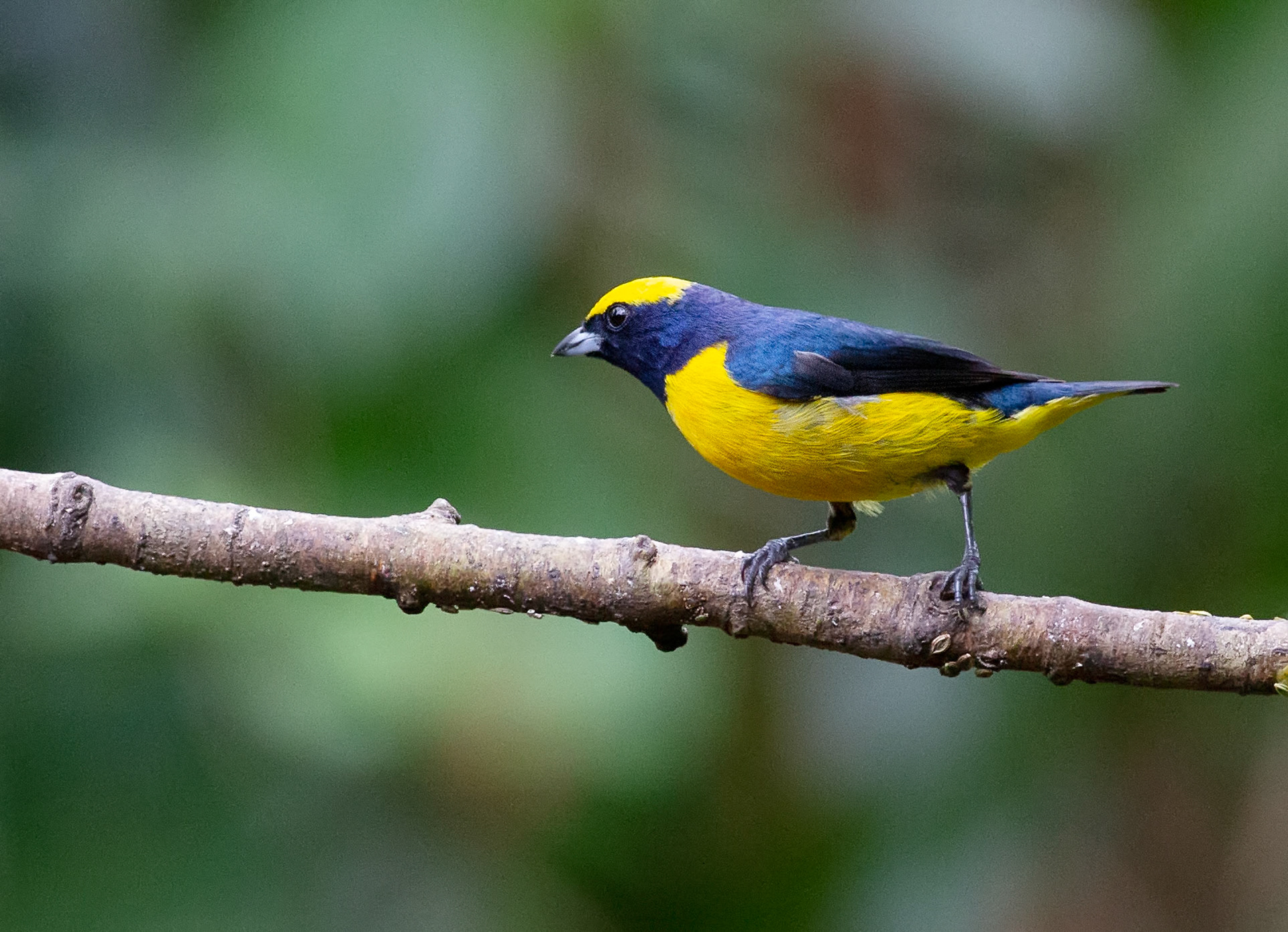 Yellow-crowned Euphonia, Male