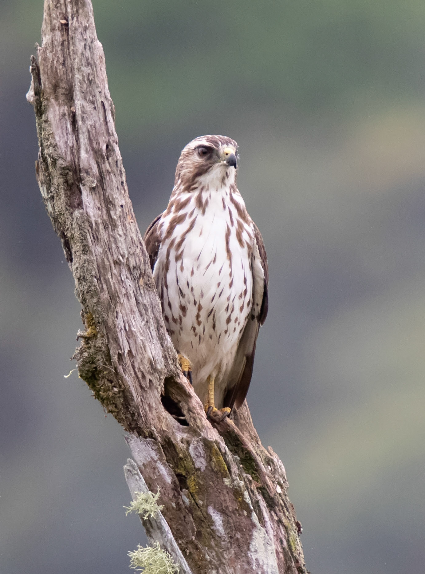 Broad-winged Hawk, Juvenile