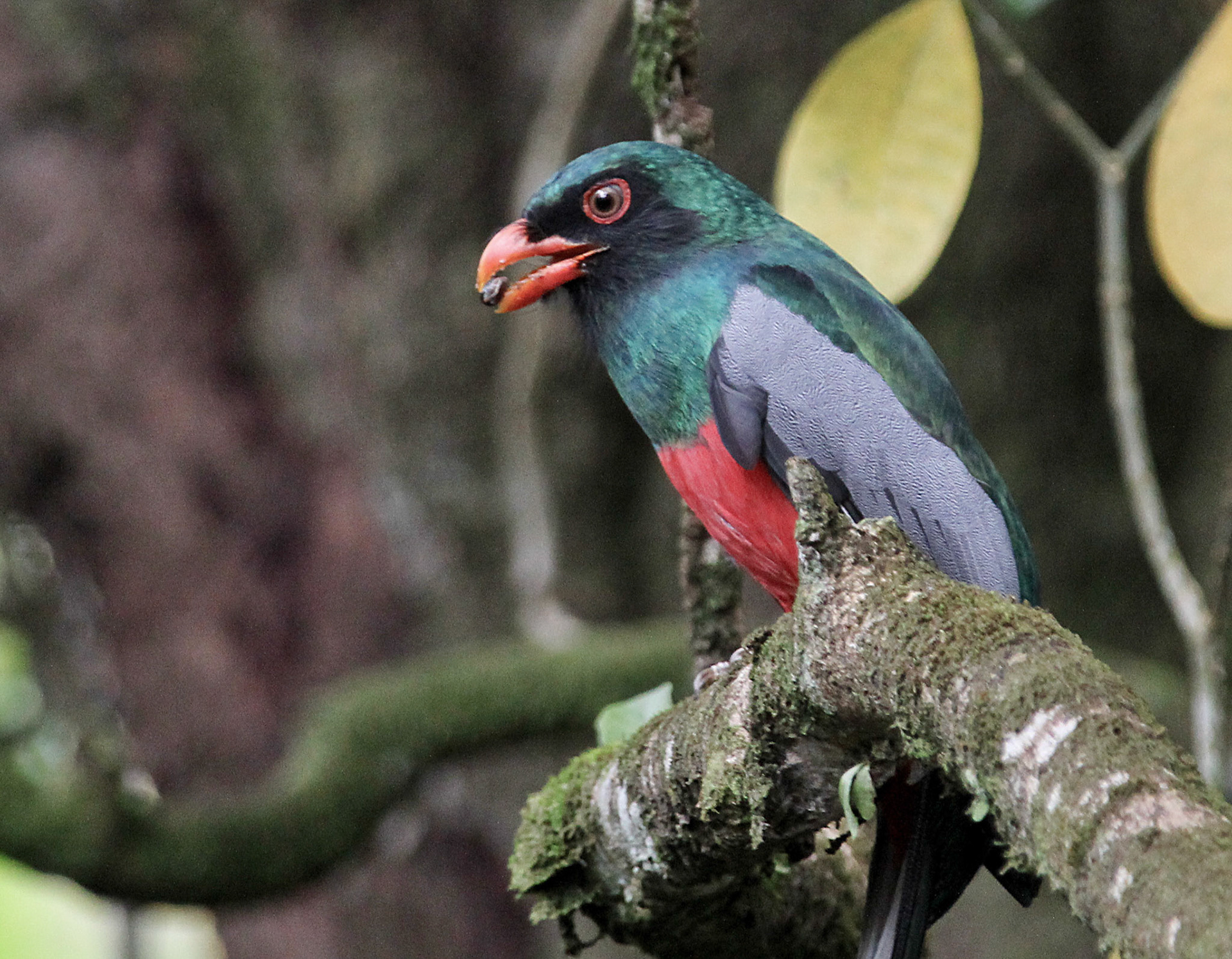 Slaty-tailed Trogon, Male