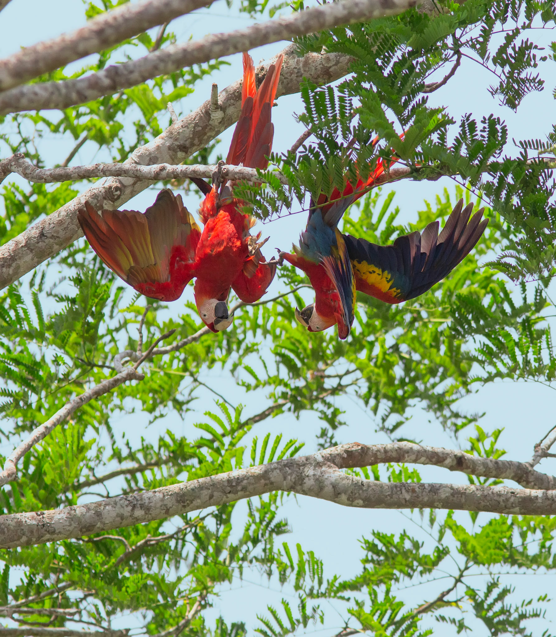 Scarlet Macaws Fighting