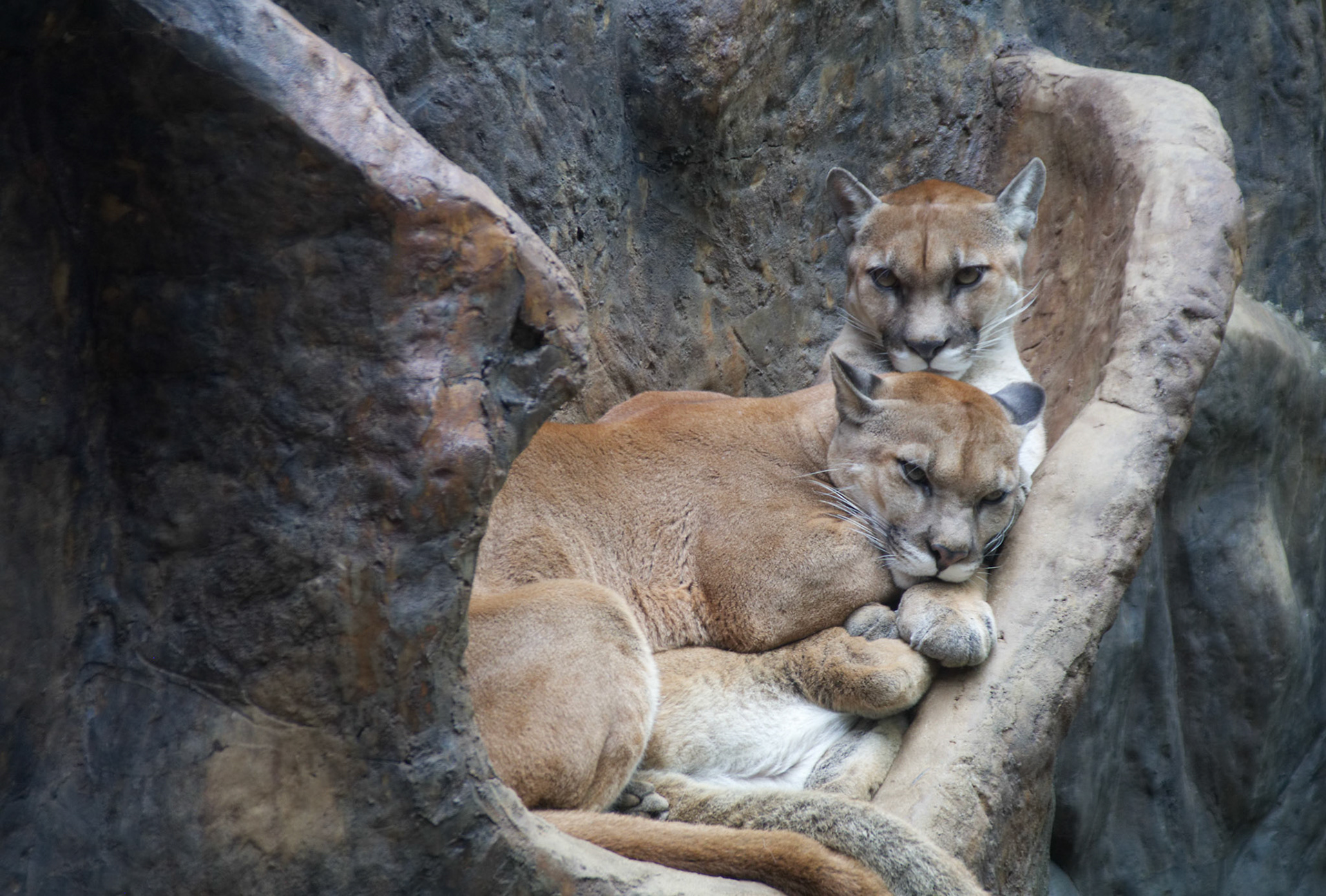 Pair of Mountain Lions resting, sleeping ont he rocks