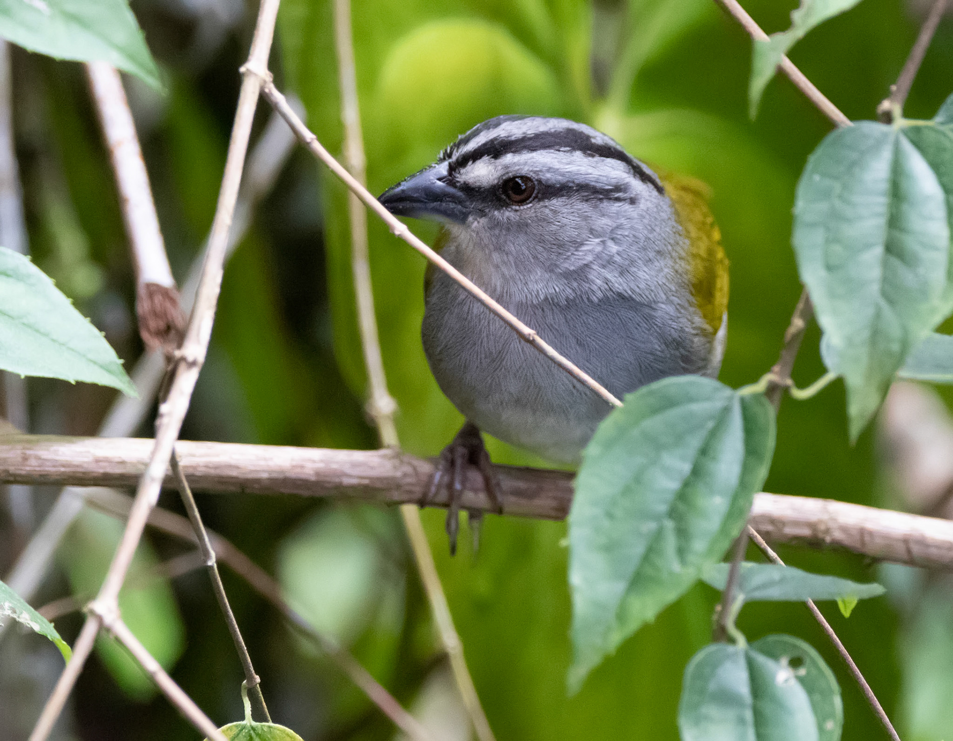 Black-striped Sparrow