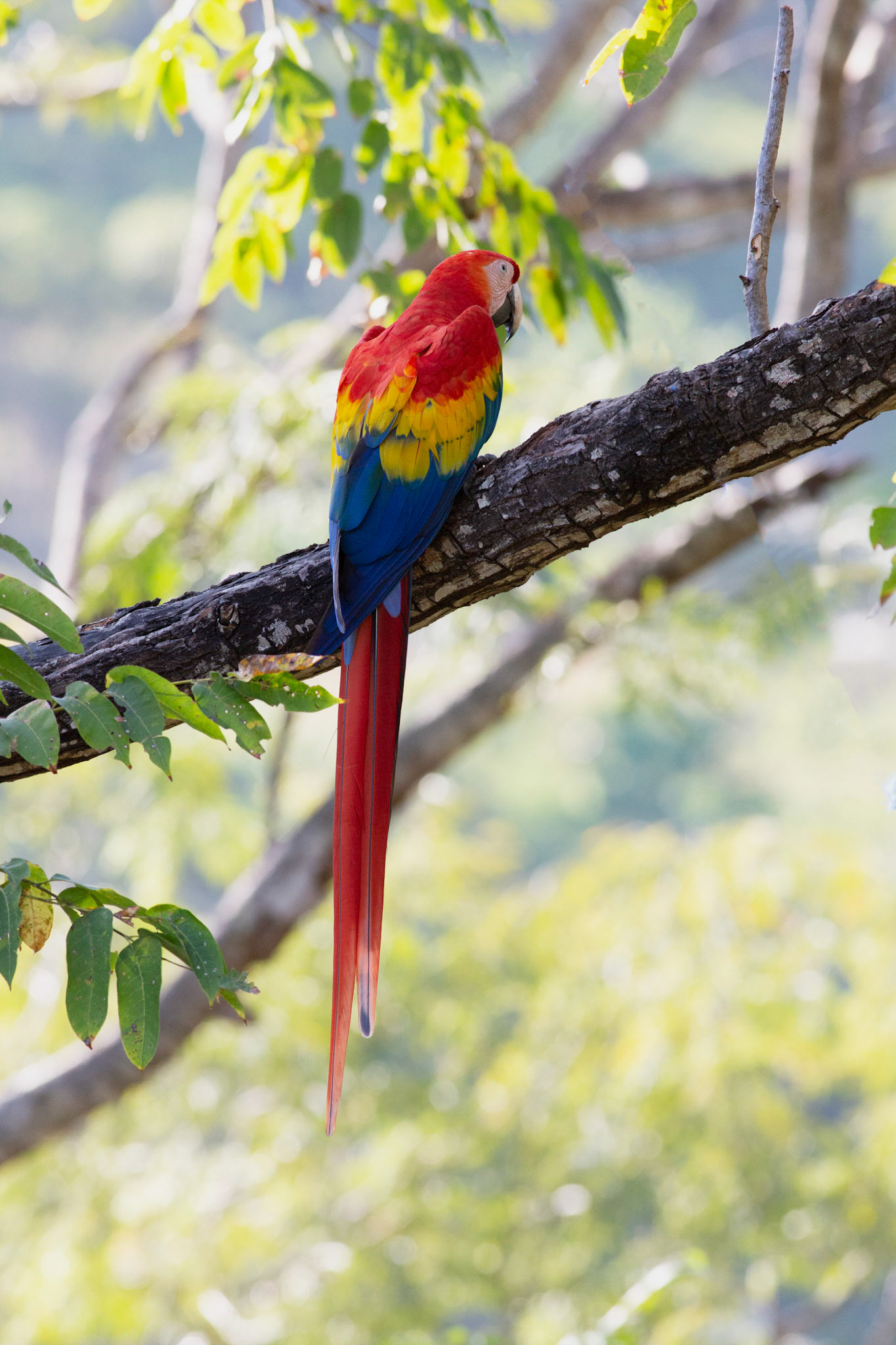 Scarlet Macaw