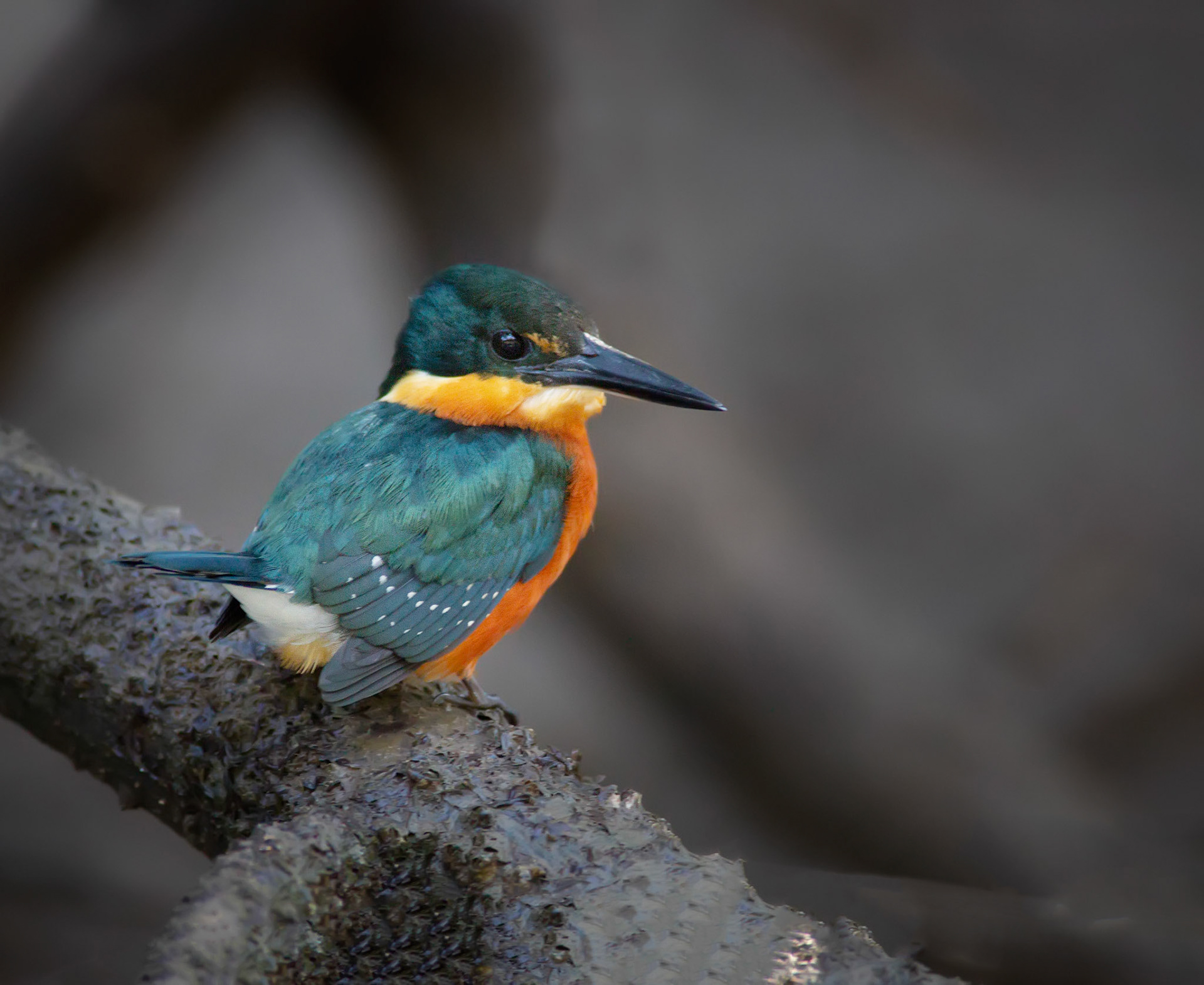 American Pygmy Kingfisher, Male