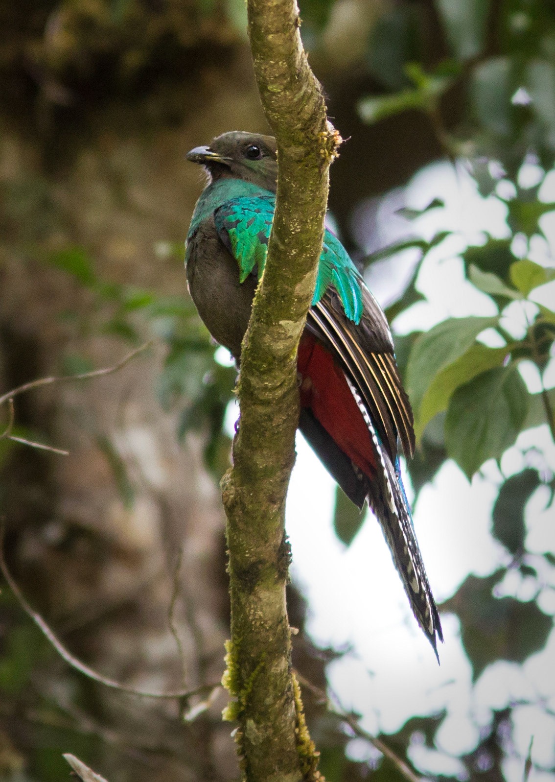 Resplendent Quetzal, Female