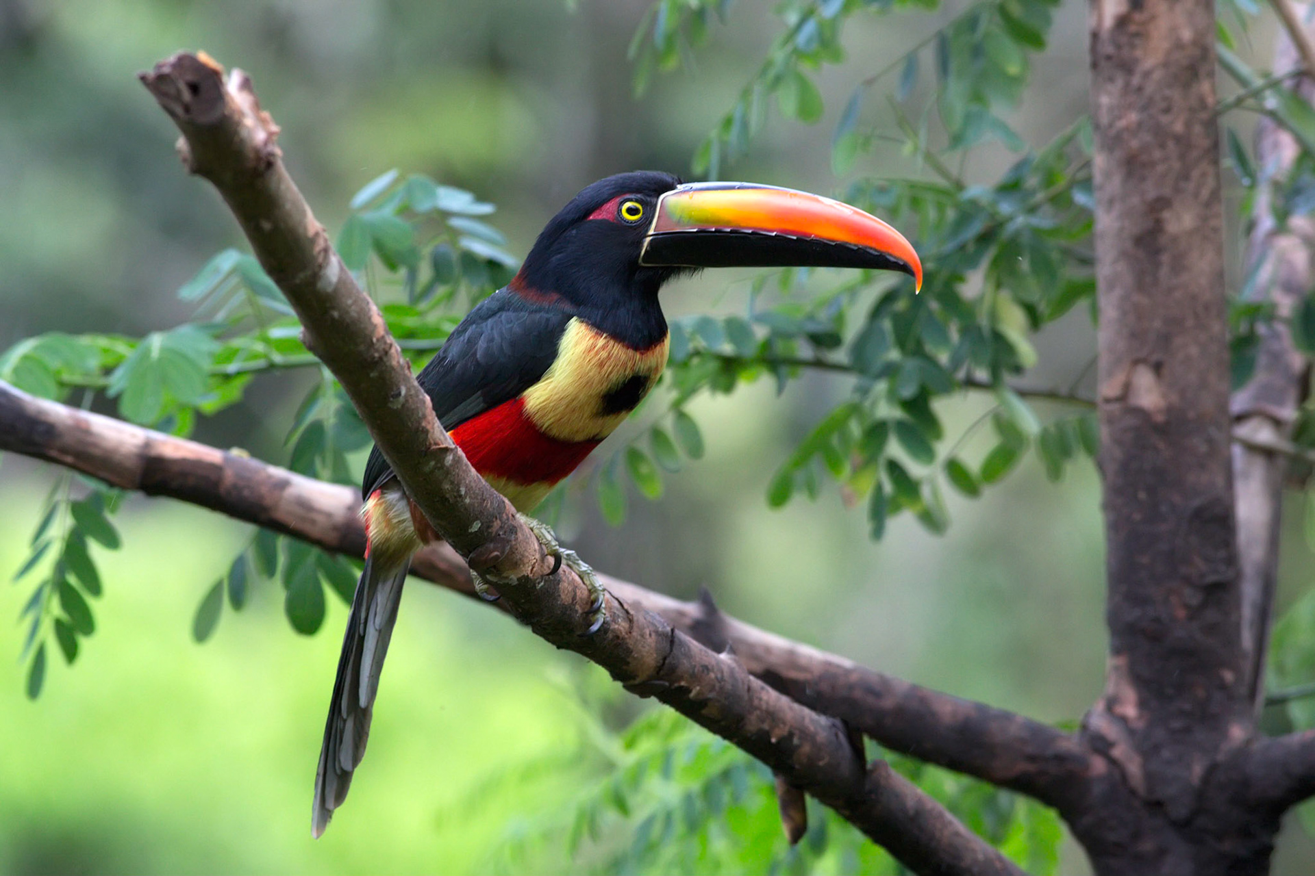 Fiery-billed Aracari