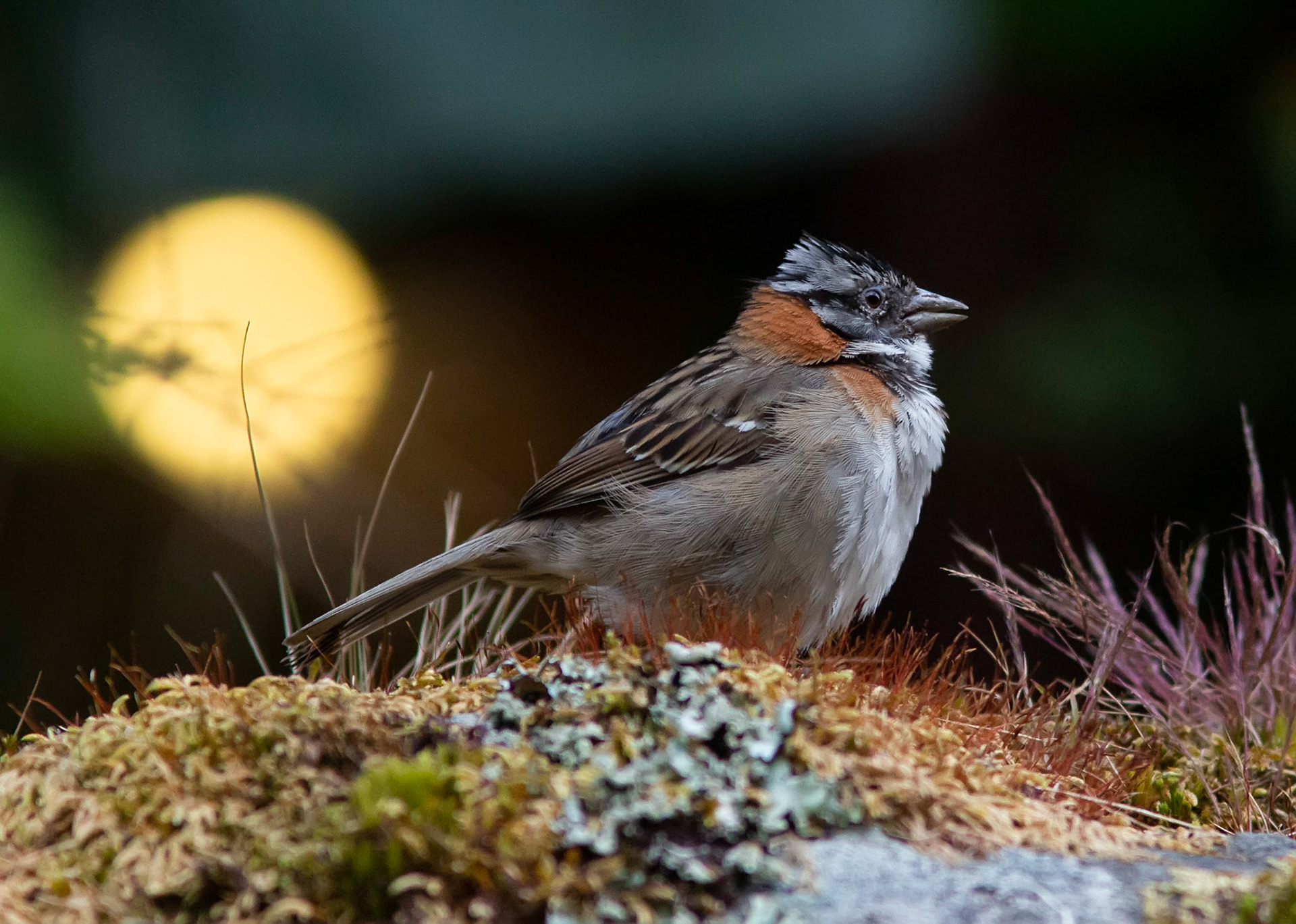 Rufous-collared Sparrow