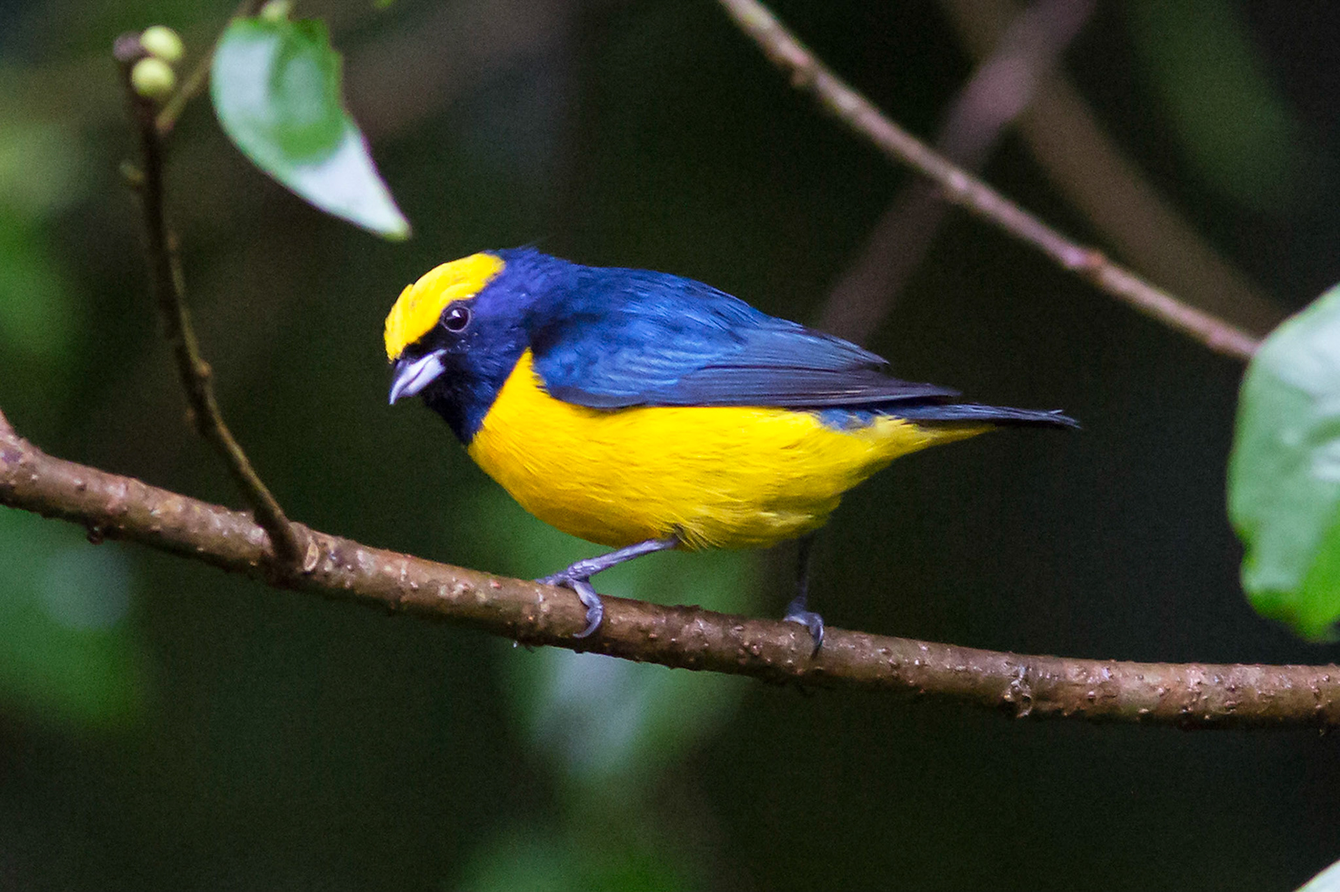 Yellow-crowned Euphonia, Male