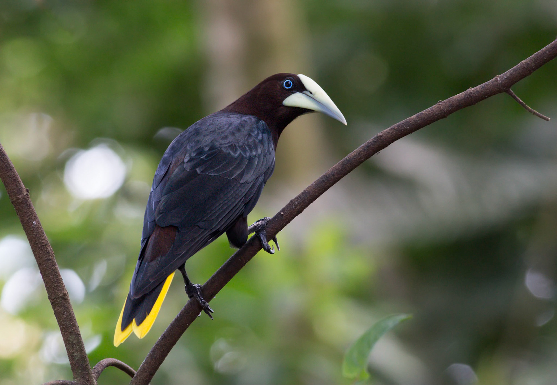 Chestnut-headed Oropendola