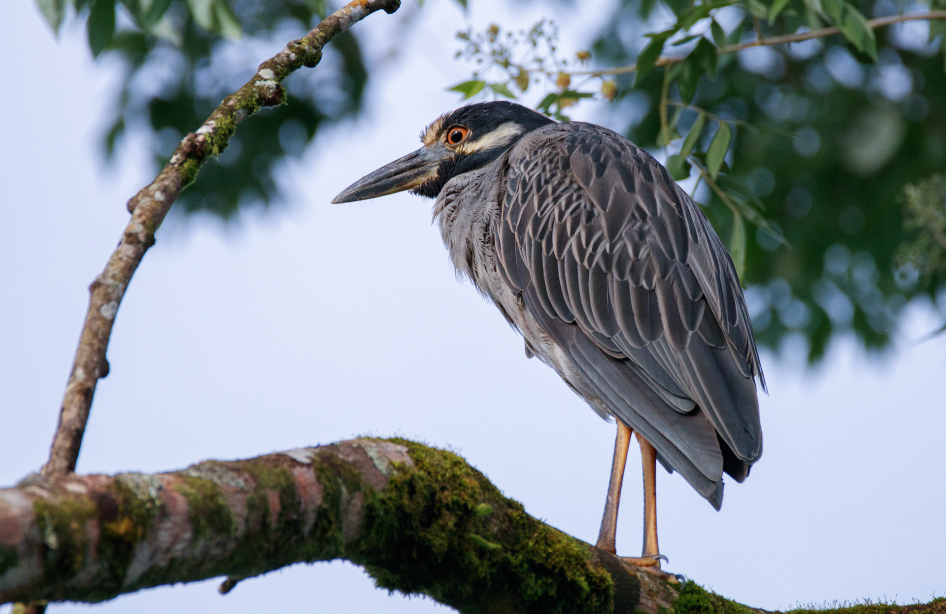 Yellow-crowned Night-Heron