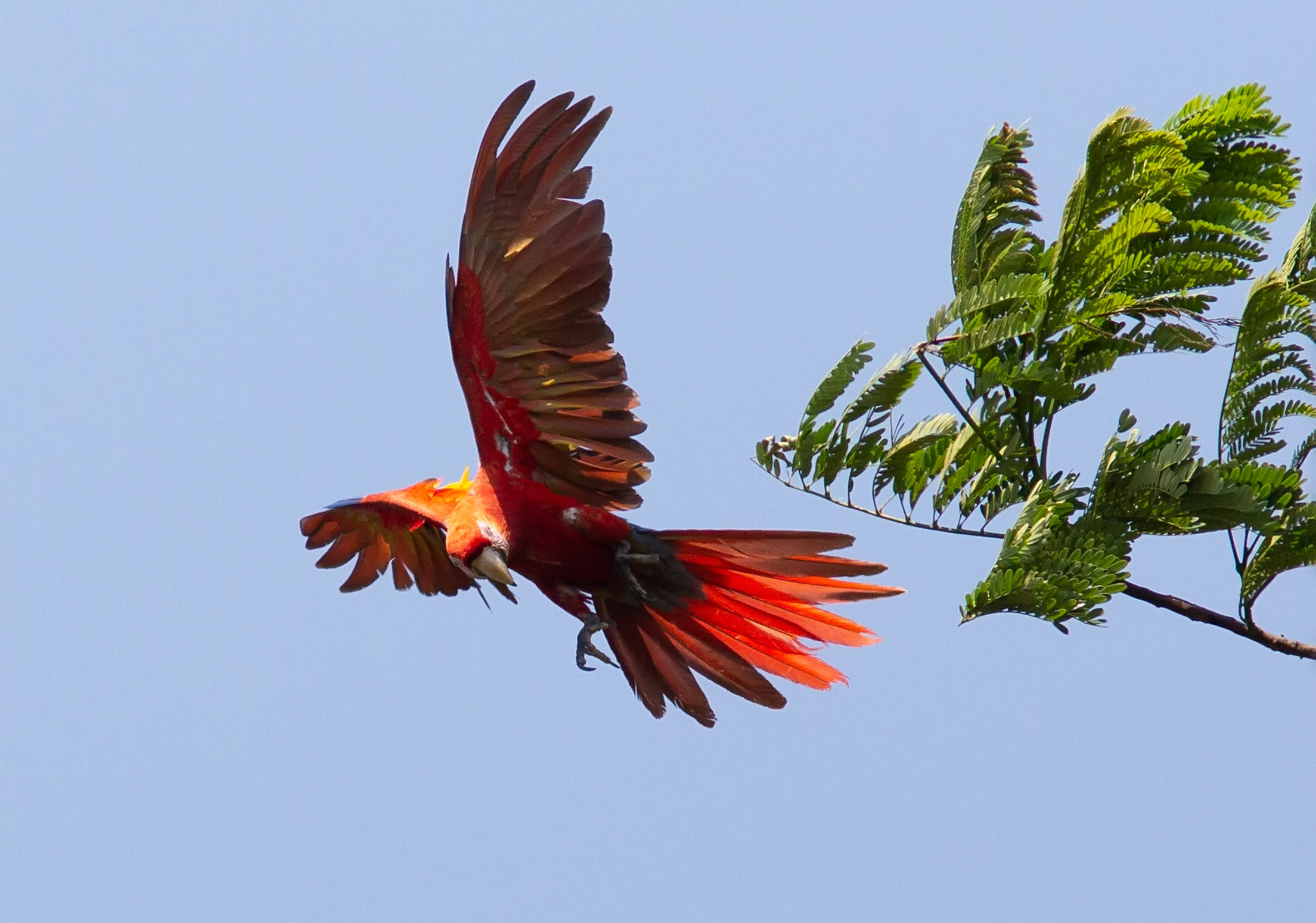 Scarlet Macaw