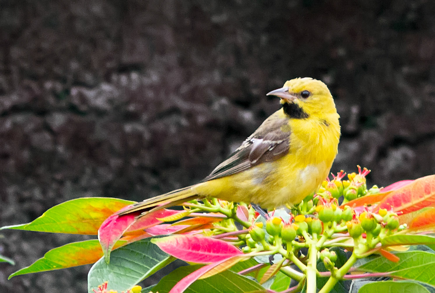 Orchard Oriole; Juvenile Male