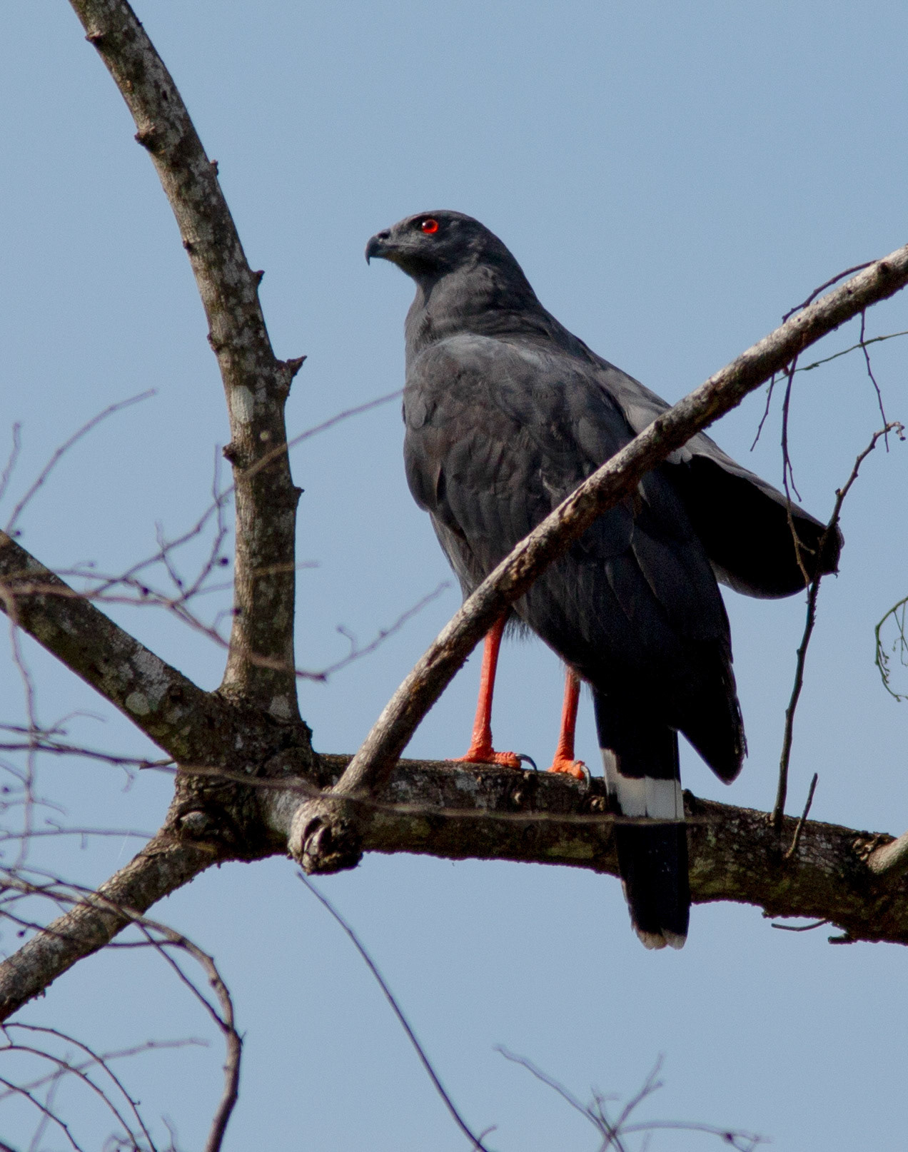 Crane Hawk