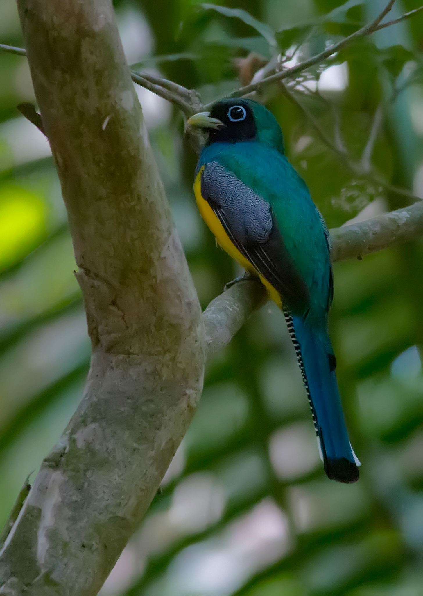 Black-throated Trogon, Male