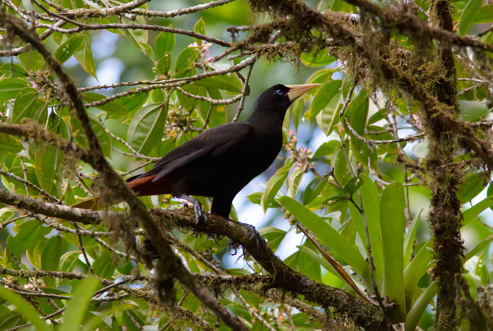 Crested Oropendola