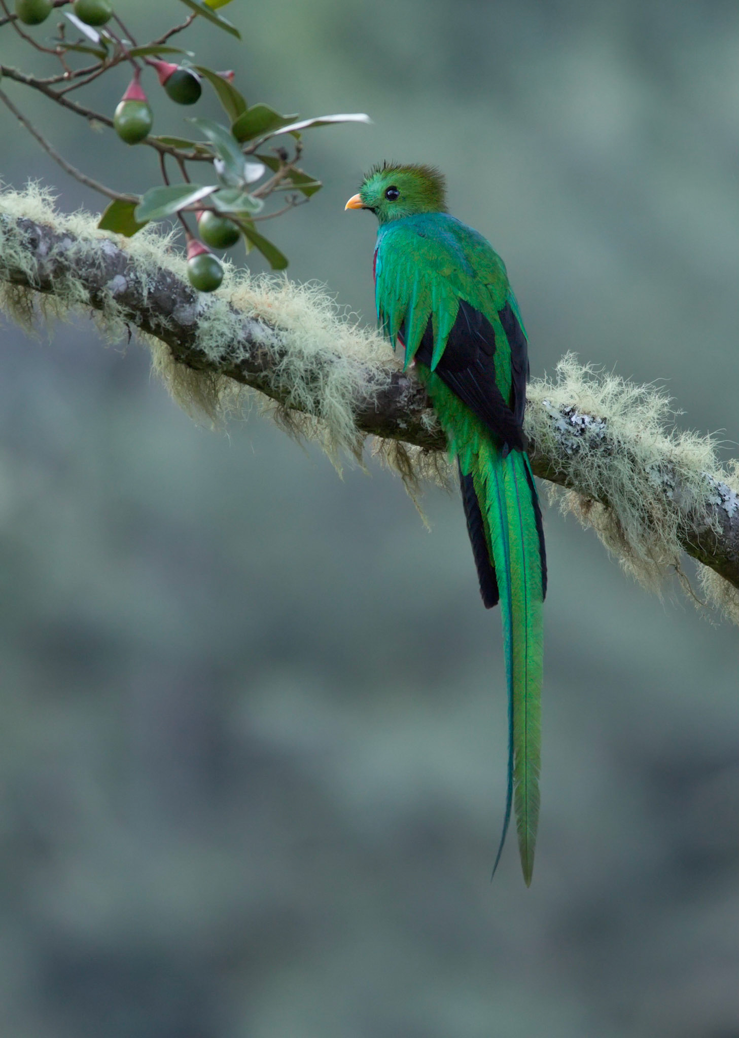 Resplendent Quetzal, Male
