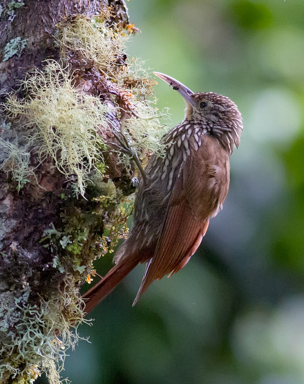 Spot-crowned Woodcreeper