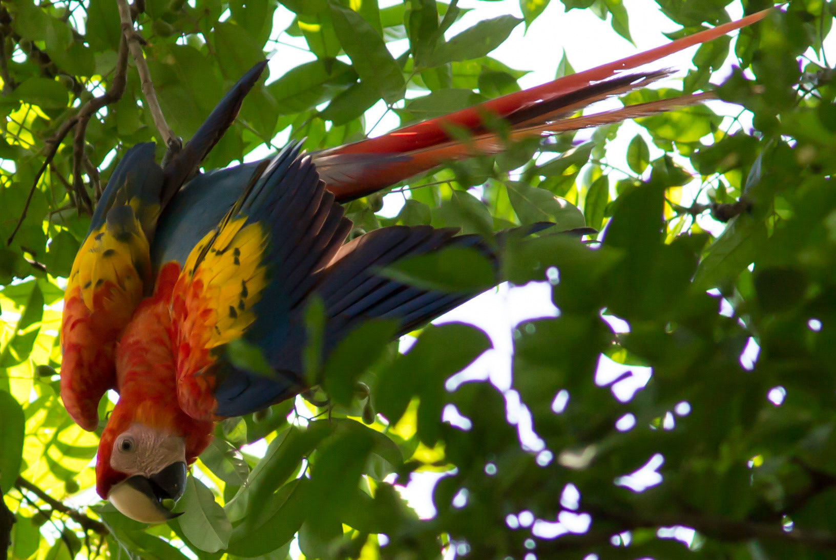 Scarlet Macaw